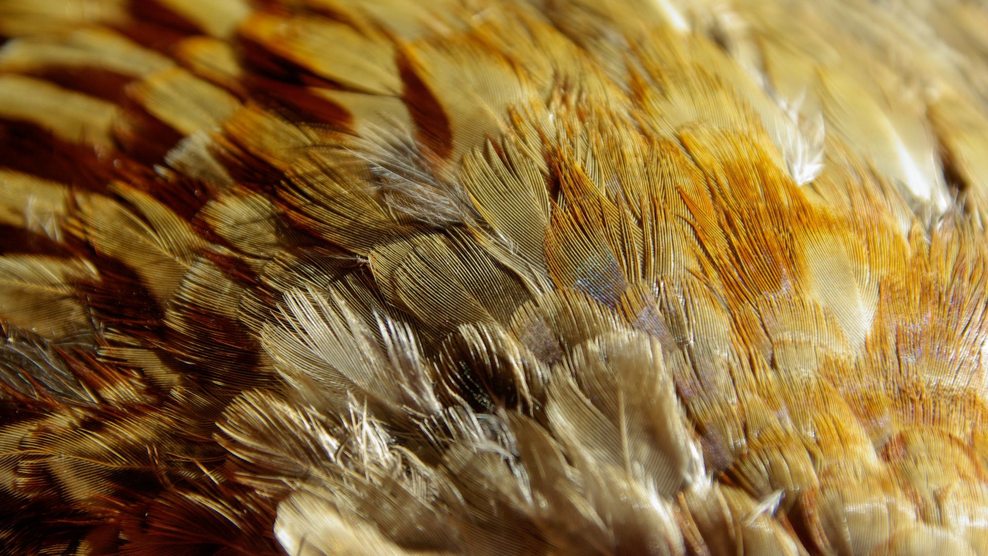 Wallpaper Feathers, texture, close up