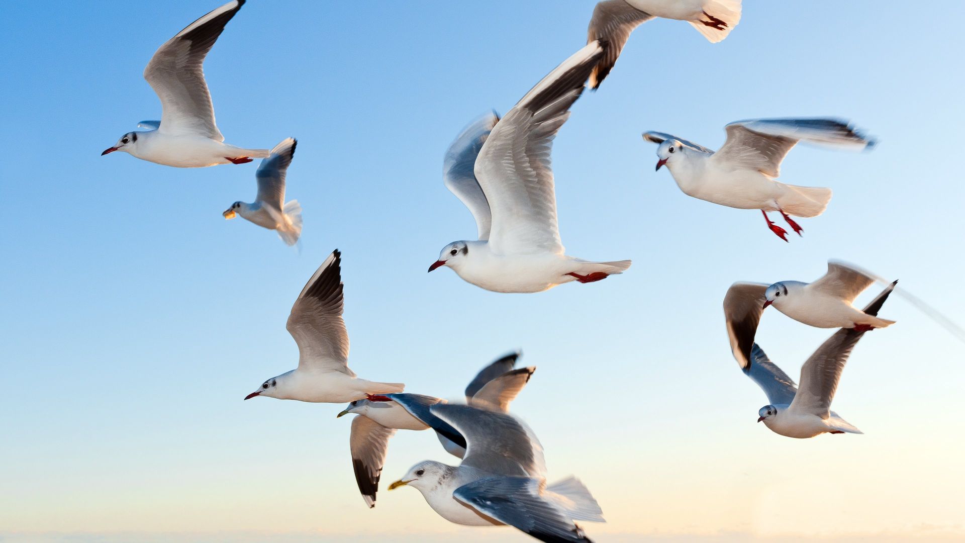 Wallpaper Seagulls above ocean waves