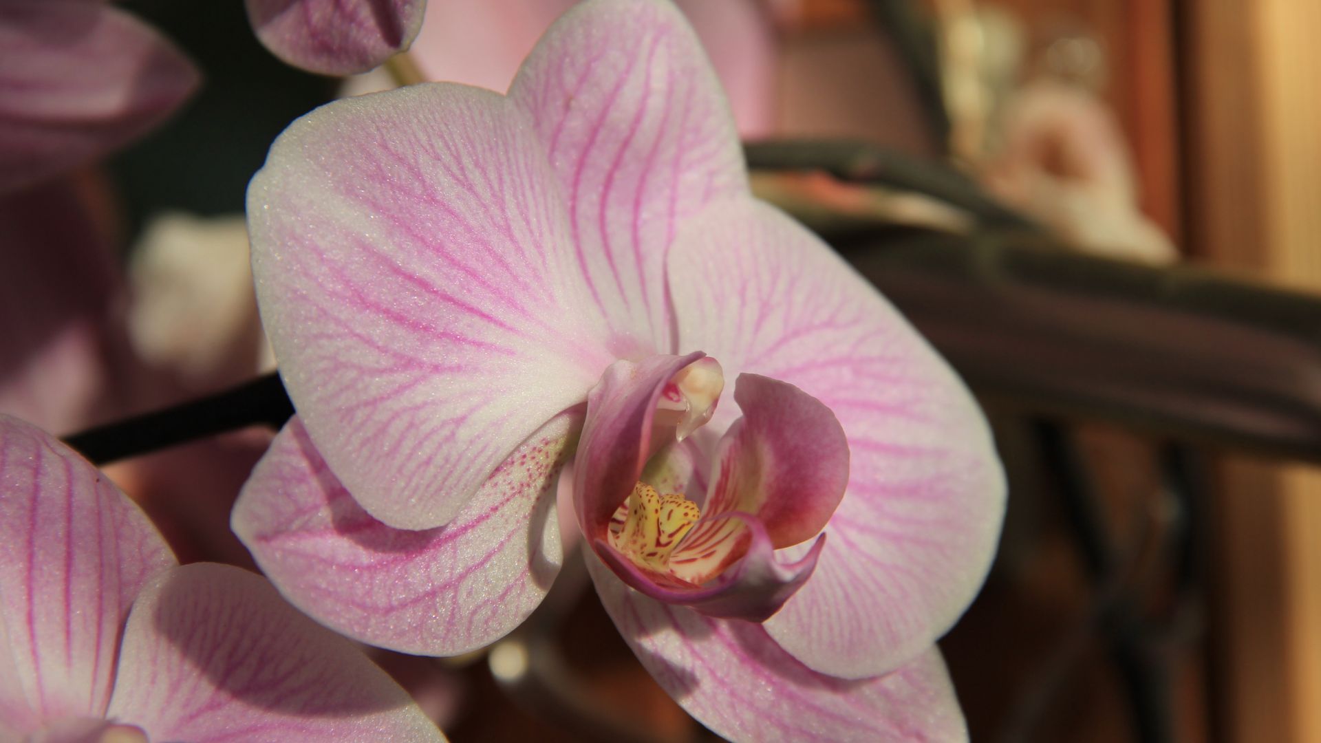 Wallpaper Orchid flower bud close up 