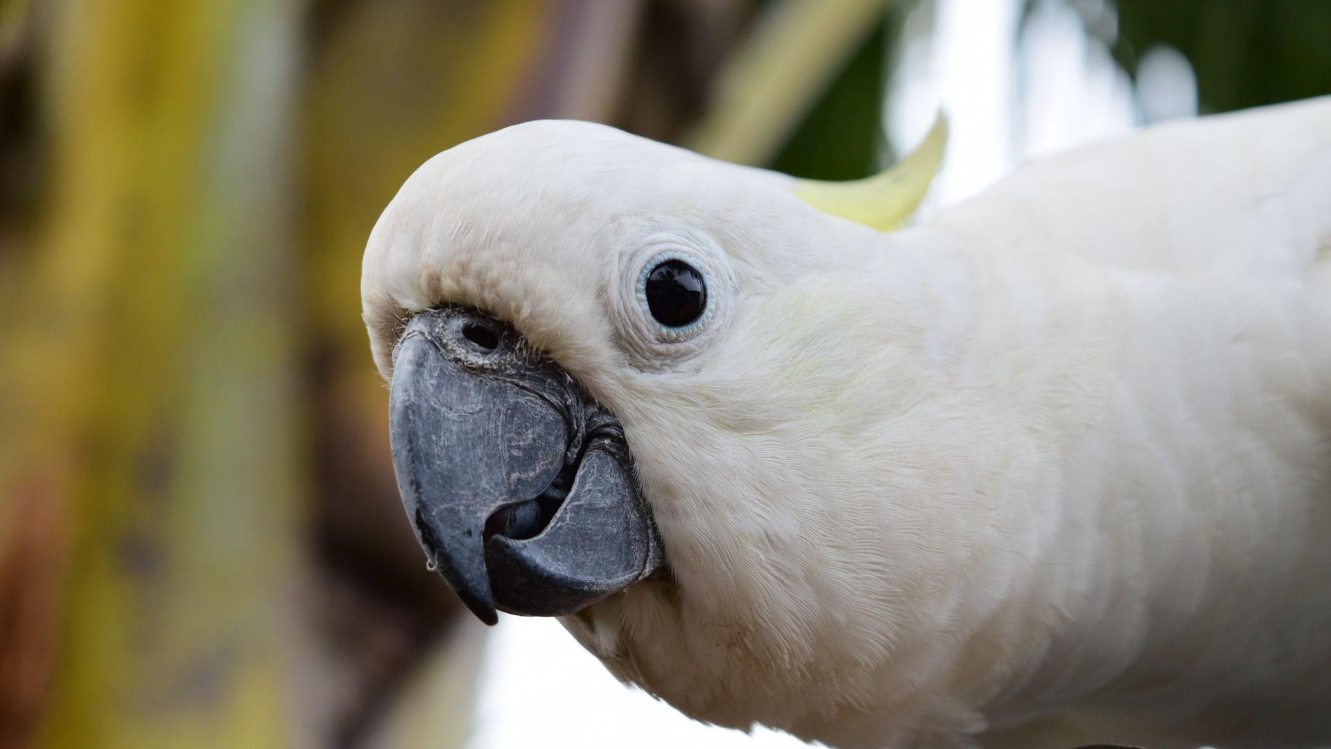 Wallpaper White parrot, Cockatoo, bird, beak