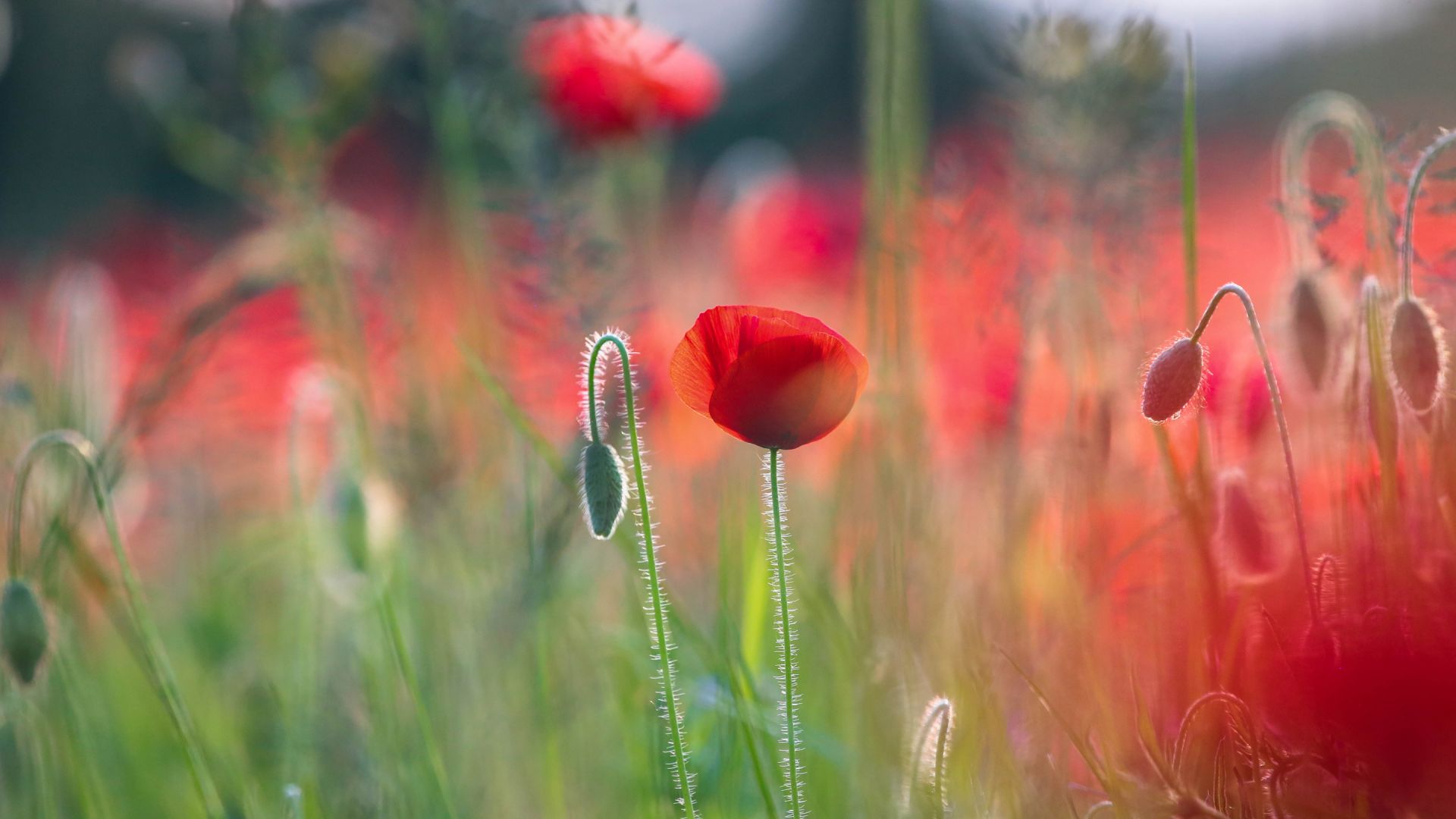 Wallpaper Poppies flower field, blurred