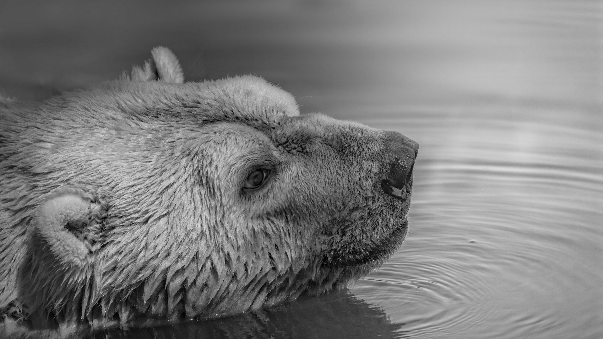 Wallpaper Polar bear muzzle in river