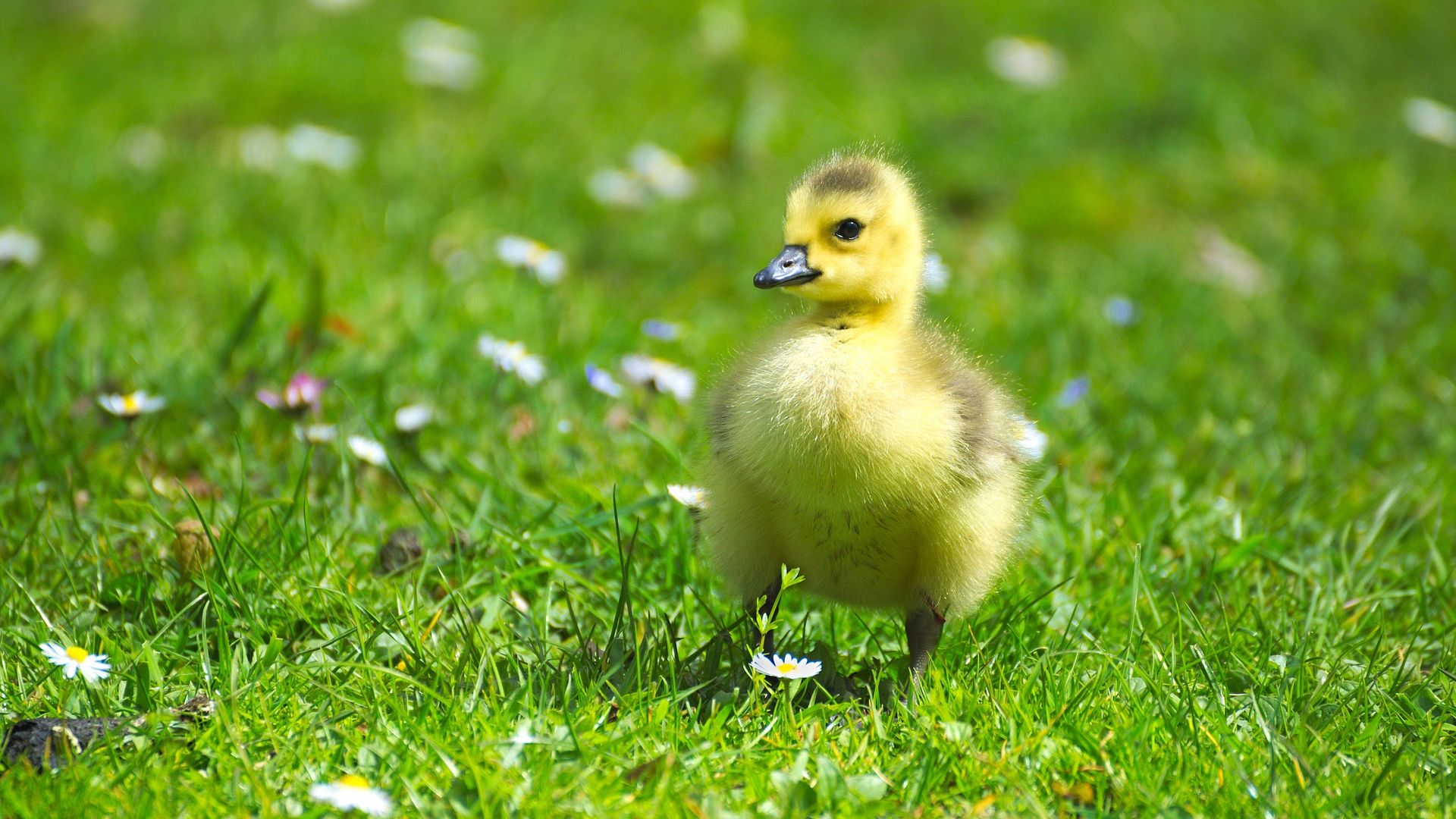 Wallpaper Goose bird, baby bird, walk, meadow