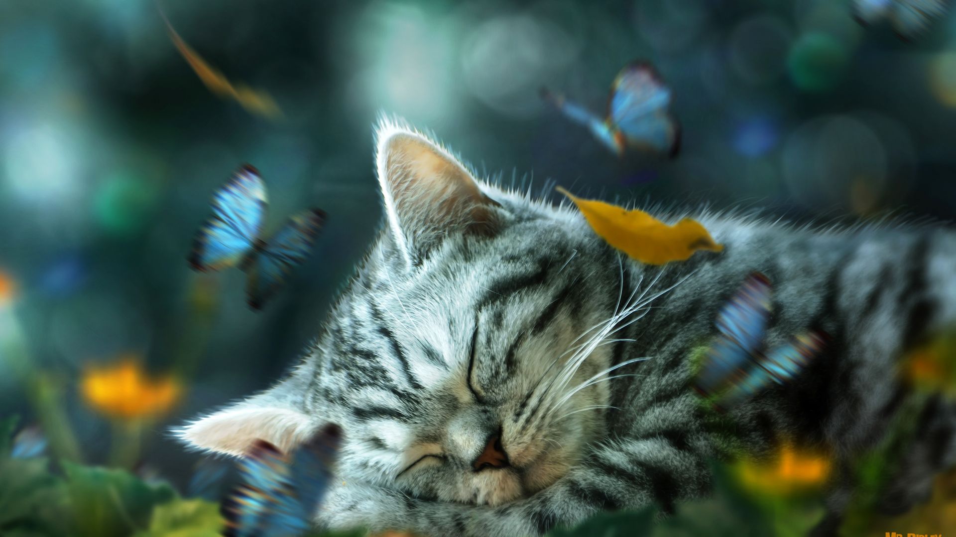 Wallpaper Cat nap daydream