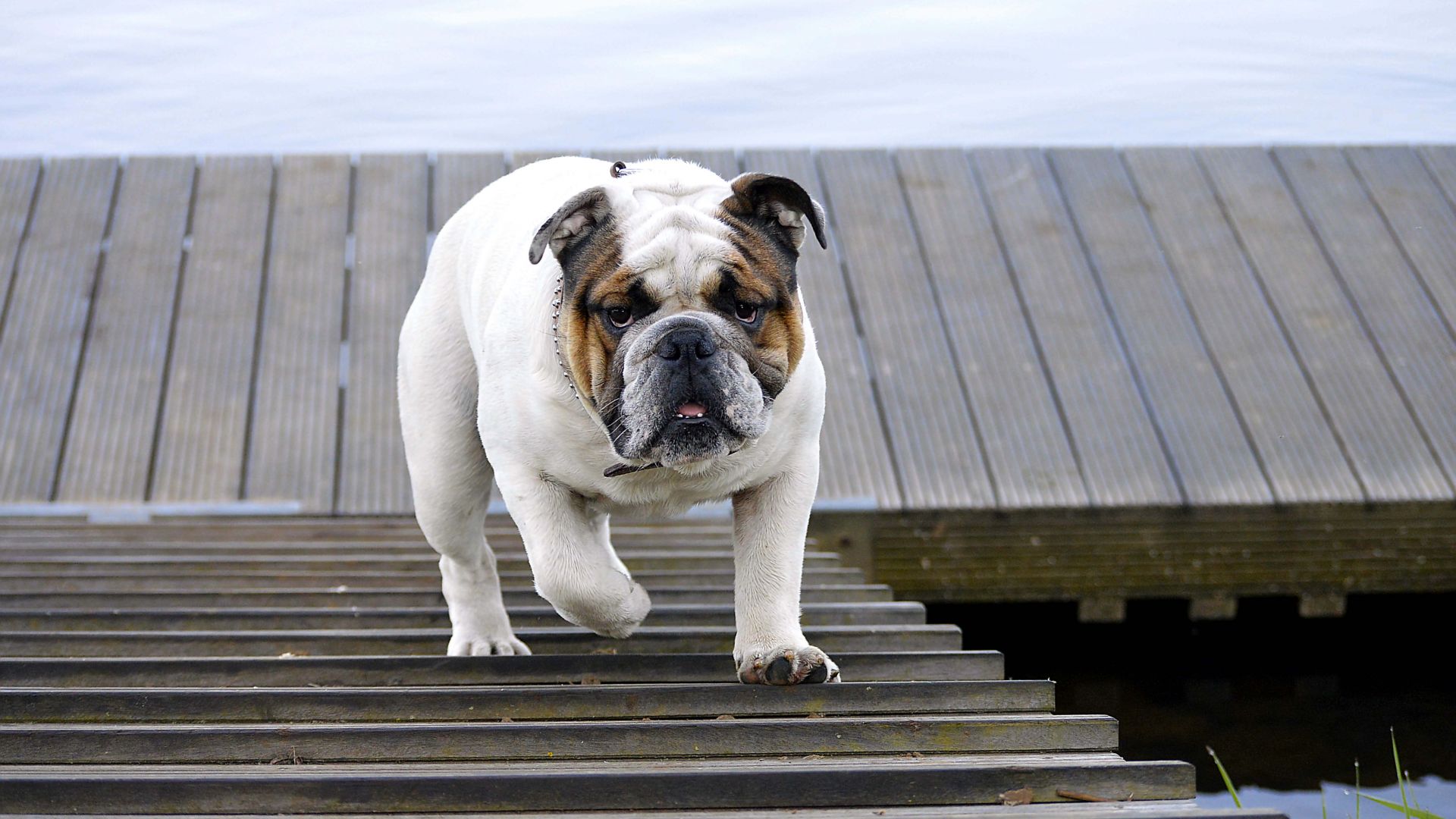 Wallpaper Bulldog, stair, walk, pet animal