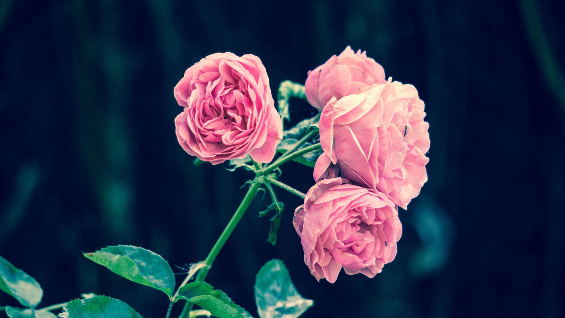 Wallpaper Pink roses, spring, flowers, beautiful
