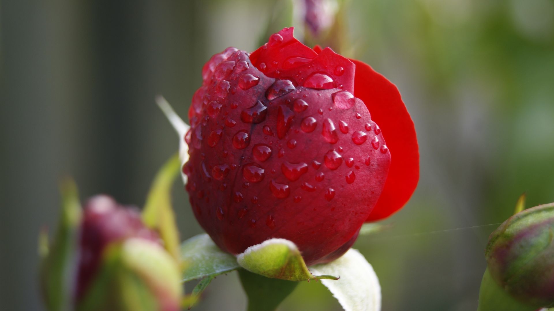 Wallpaper Red rose, close up, water drops, 4k