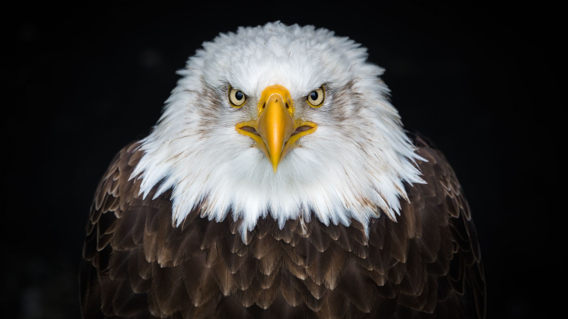 Wallpaper Bald eagle, bird, predator, muzzle, 8k