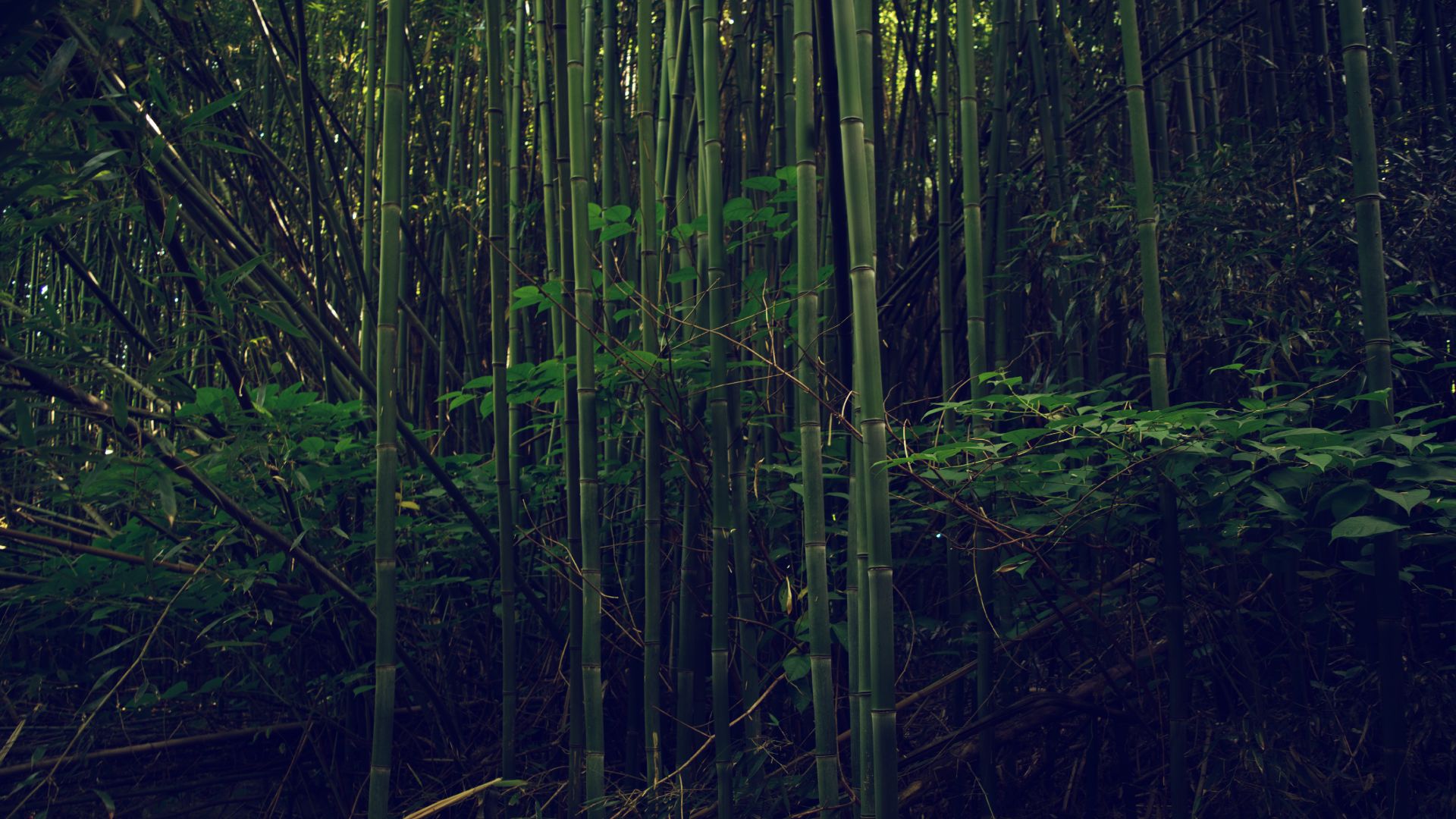 Wallpaper Bamboo, trees, forest