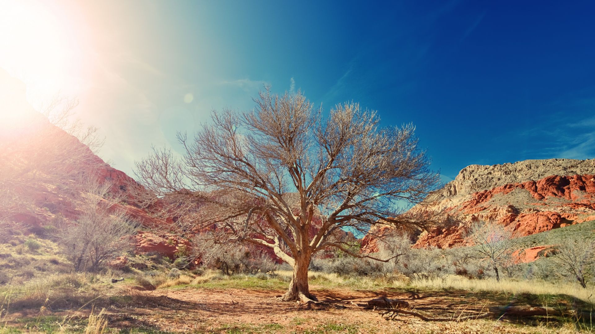 Wallpaper Dry tree, desert, sunlight, nature, 5k