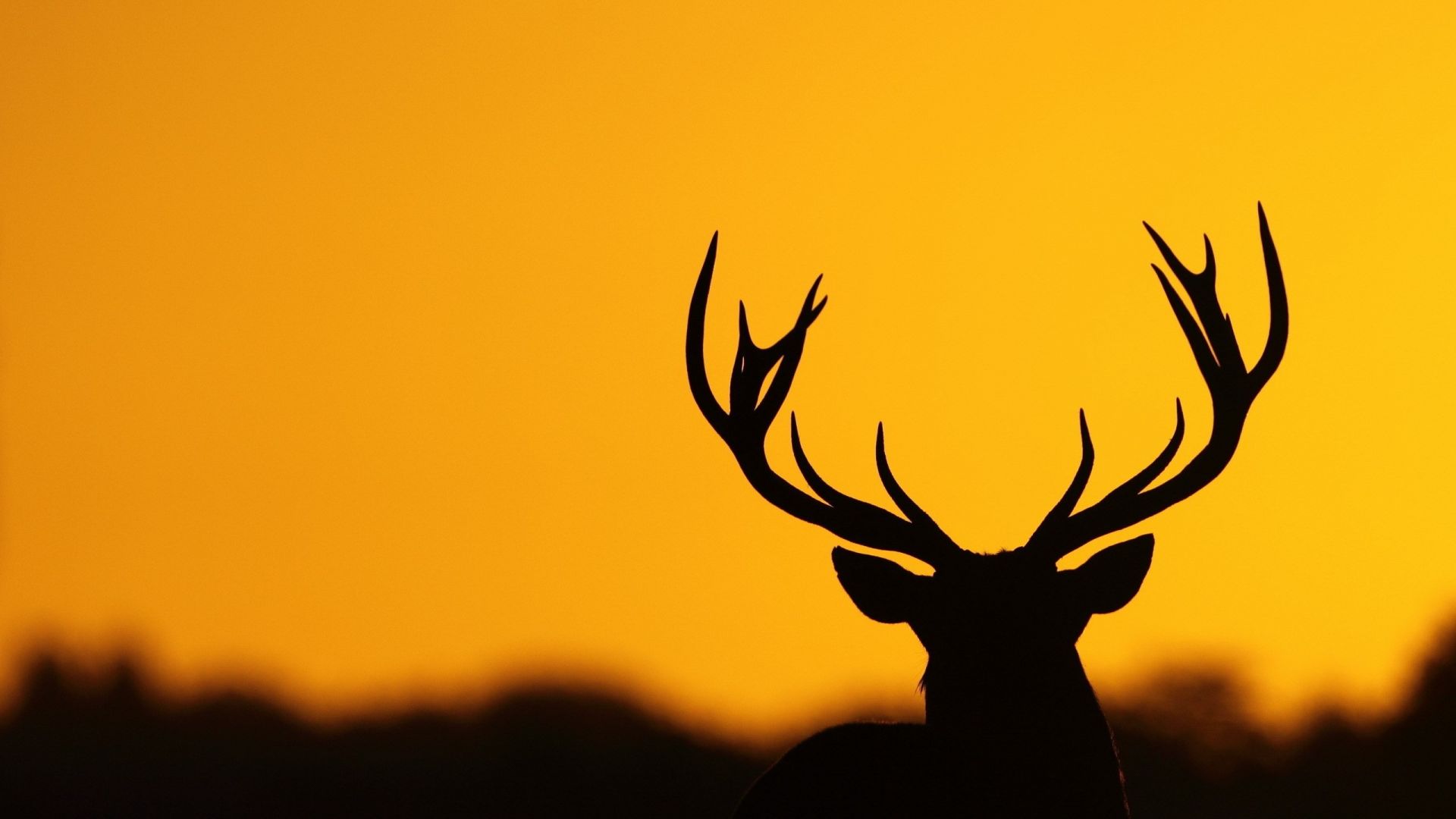 Wallpaper Deer, horns, animal, sunset