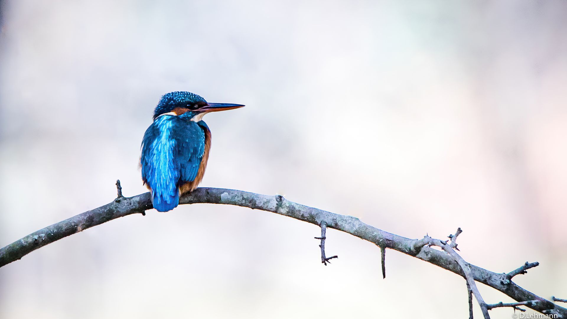 Desktop Wallpaper Blue Bird, Kingfisher, Exotic Bird, Hd Image, Picture,  Background, 315ed5