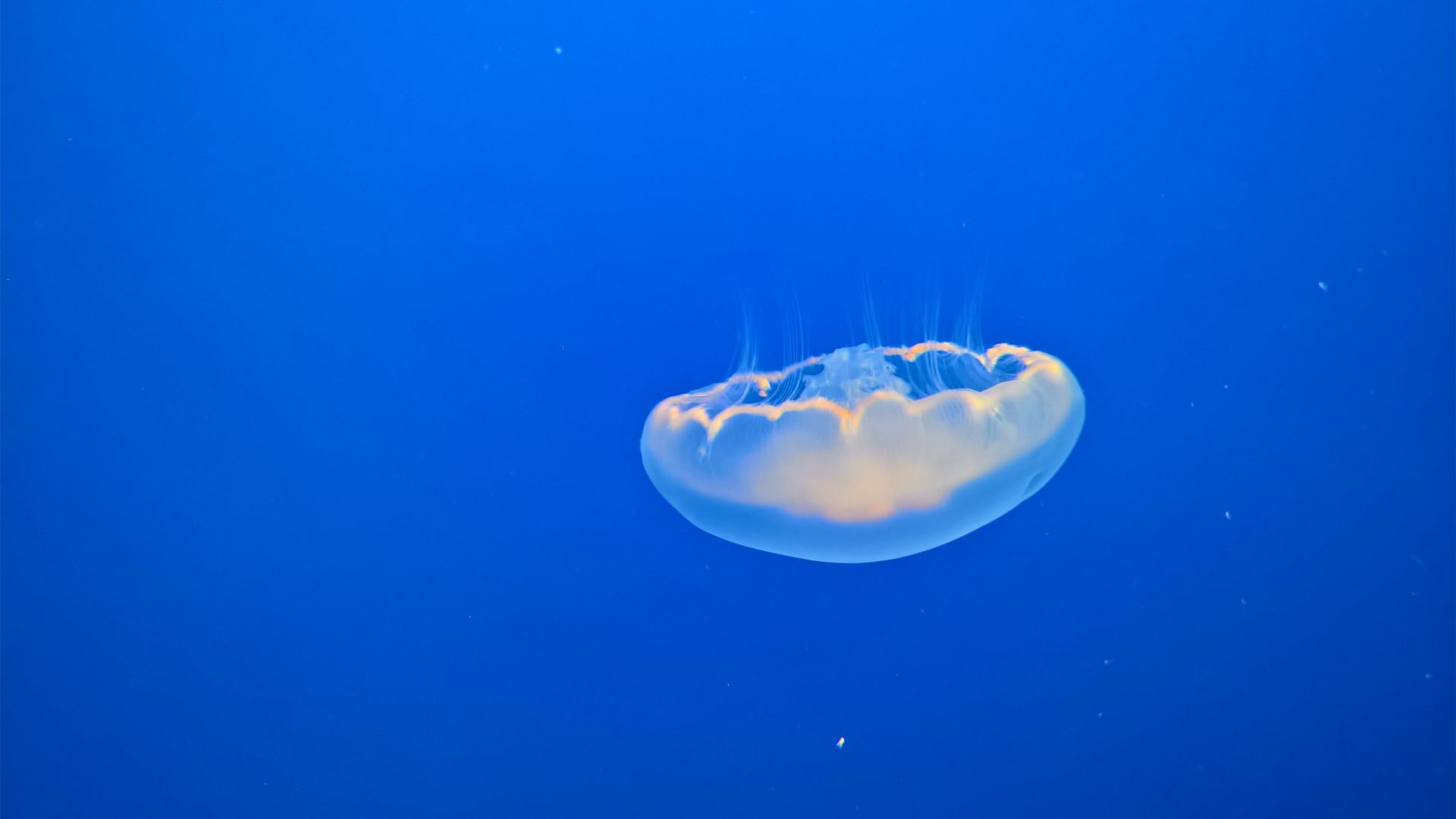 Wallpaper Jellyfish, blue fish, underwater, minimal