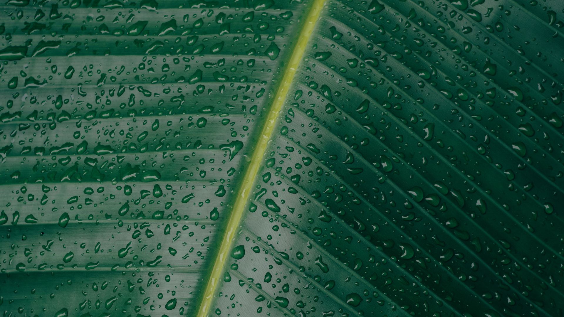 Wallpaper Green leaf, big, drops, water
