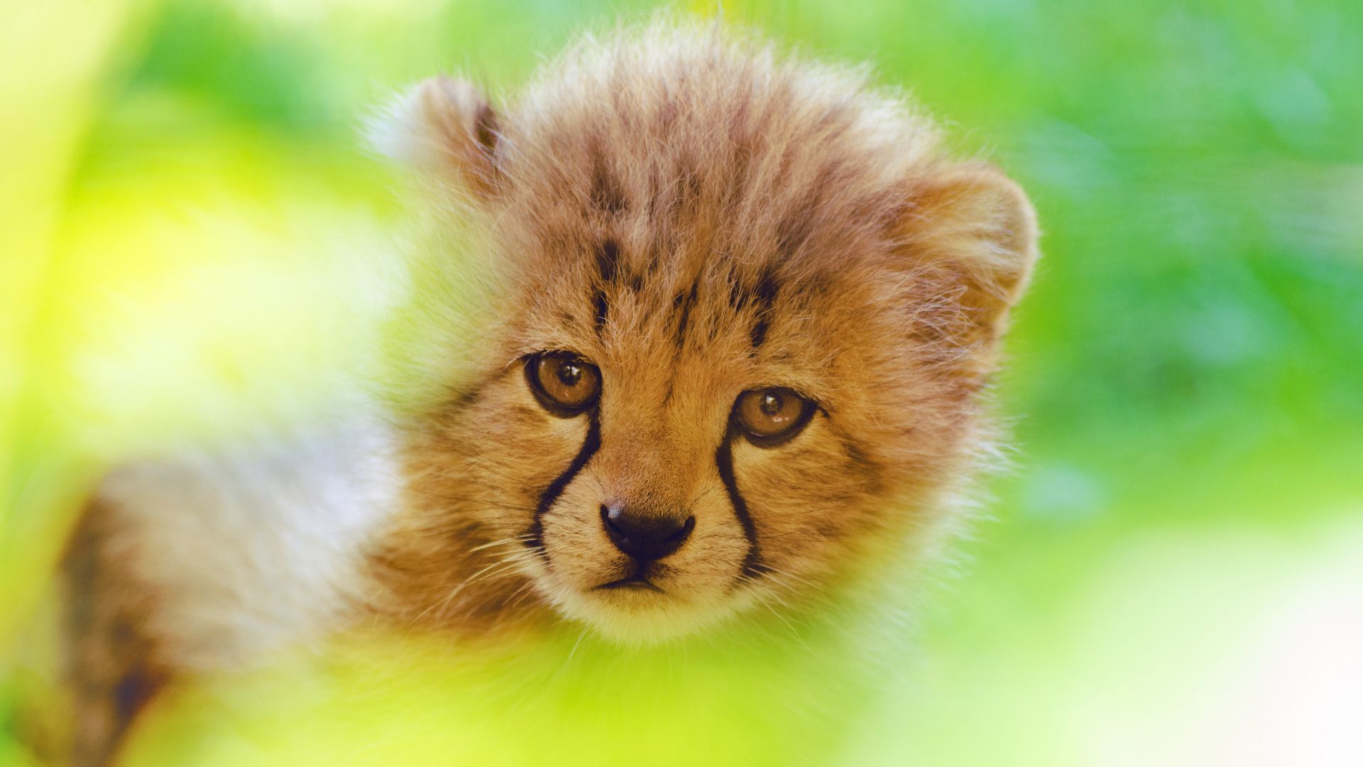 Wallpaper Cheetah, cute cub, predator, animal, muzzle, 4k