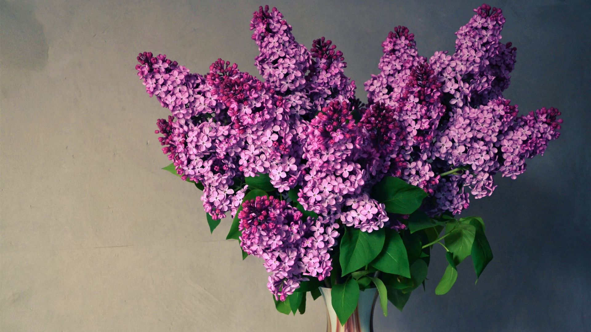 Wallpaper Purple flower, lilac, vase, leaves