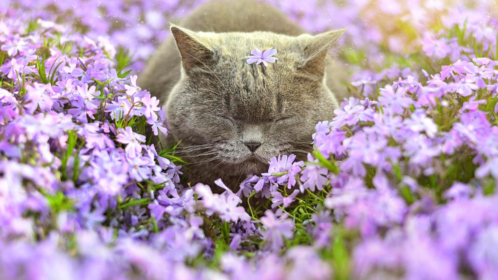 Wallpaper British Shorthair, cat, meadow, purple flowers