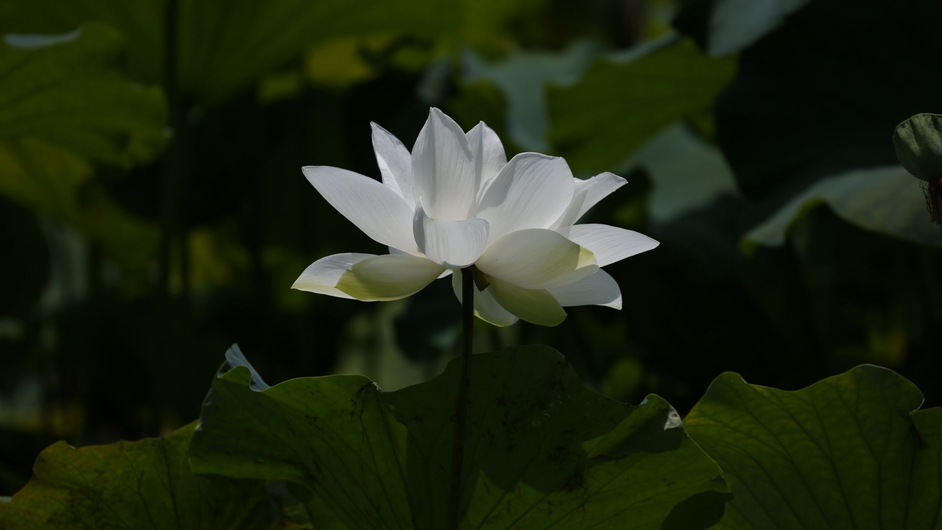 Wallpaper White lotus, flowers, leaves, pond