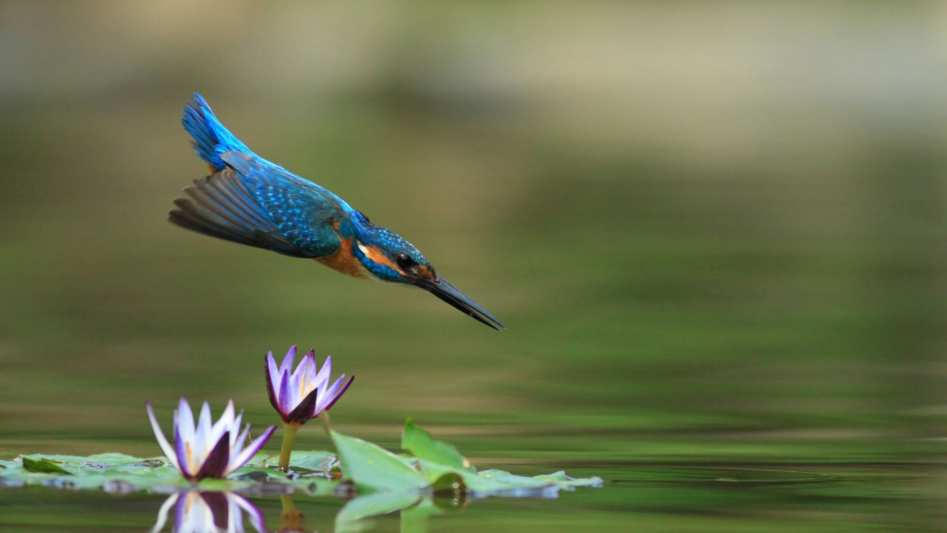 Wallpaper Kingfisher, bird, dive, jump, flowers