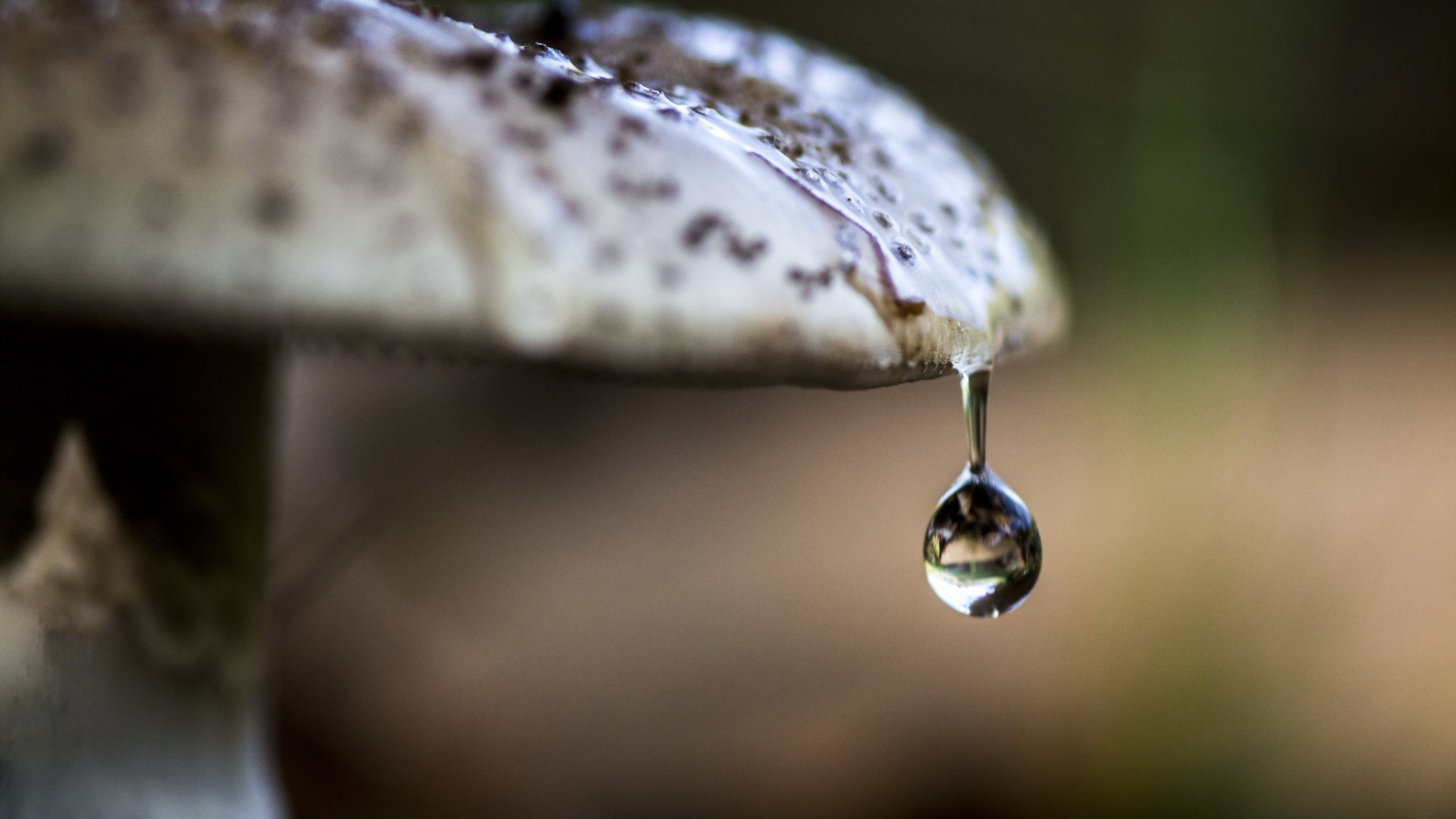 Wallpaper Mushroom, water drop, close up
