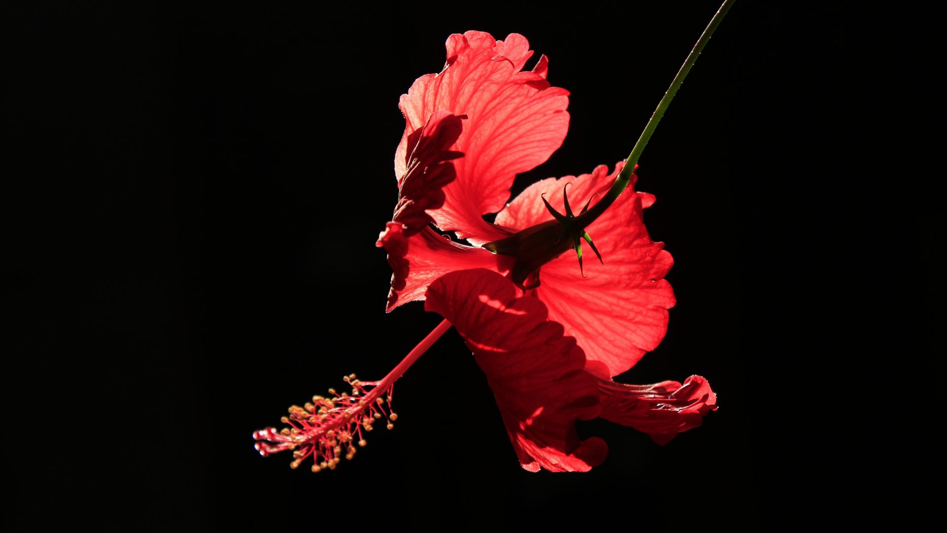 Wallpaper Hibiscus, portrait, 5k, red flower