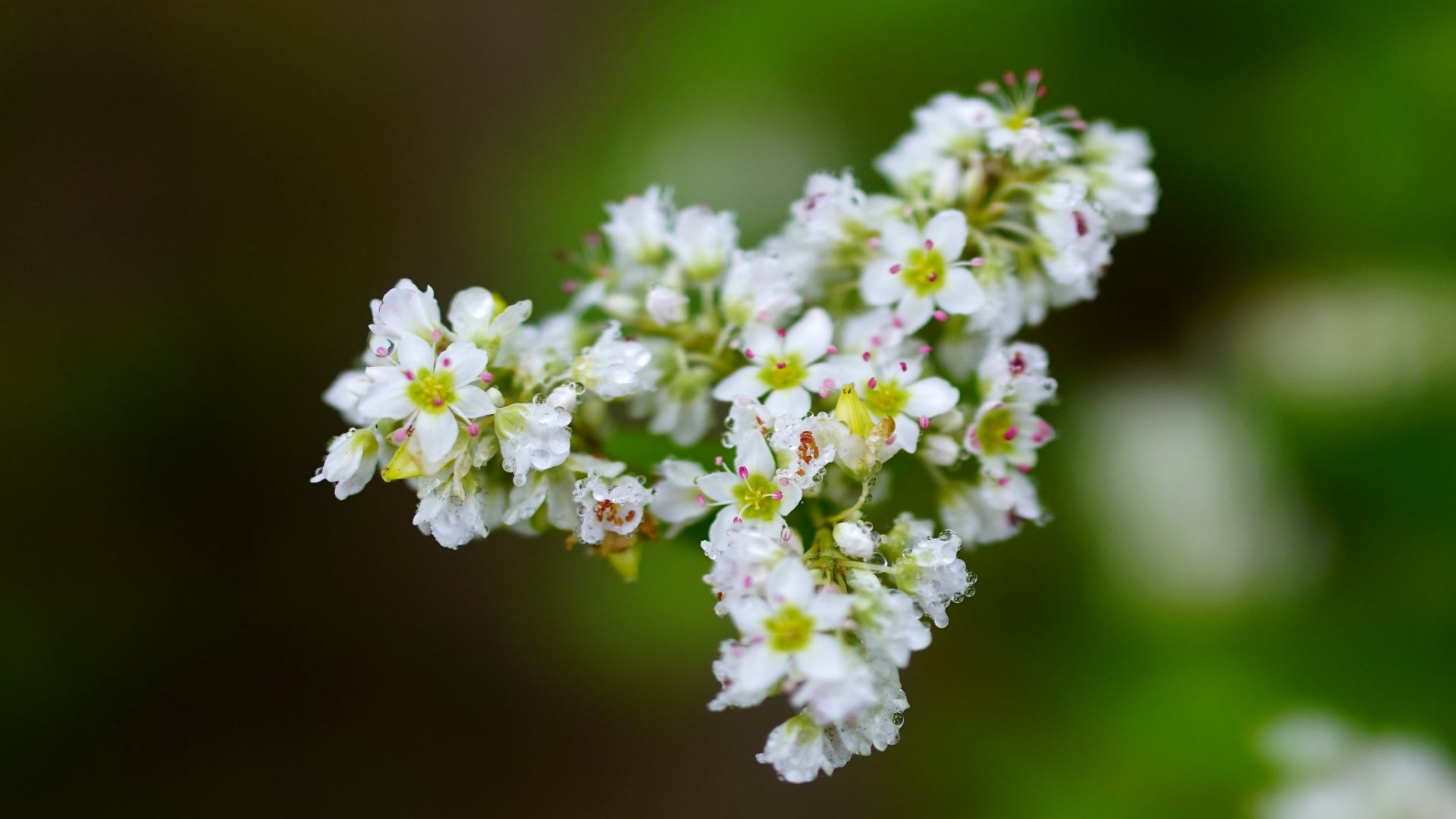 Wallpaper Blur, white, small flowers