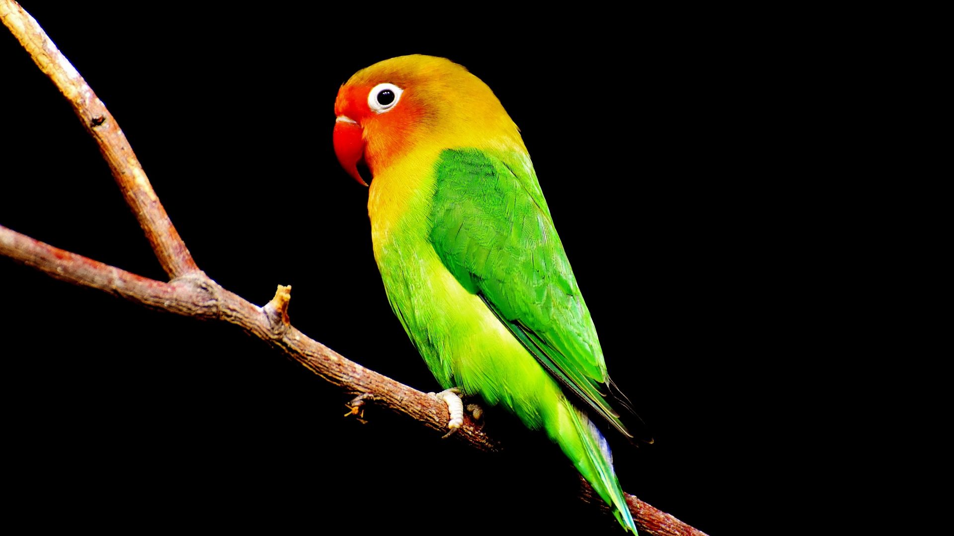 Wallpaper Colorful, bird, parrot, beautiful