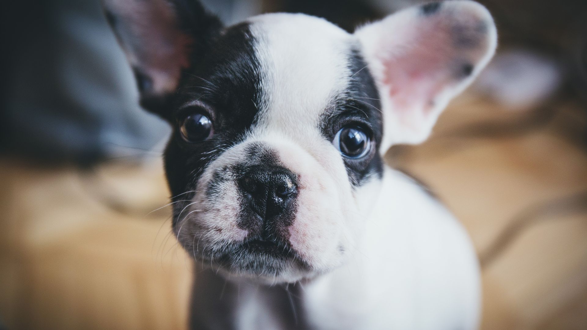 Wallpaper Cute, dog, animal, puppy, stare