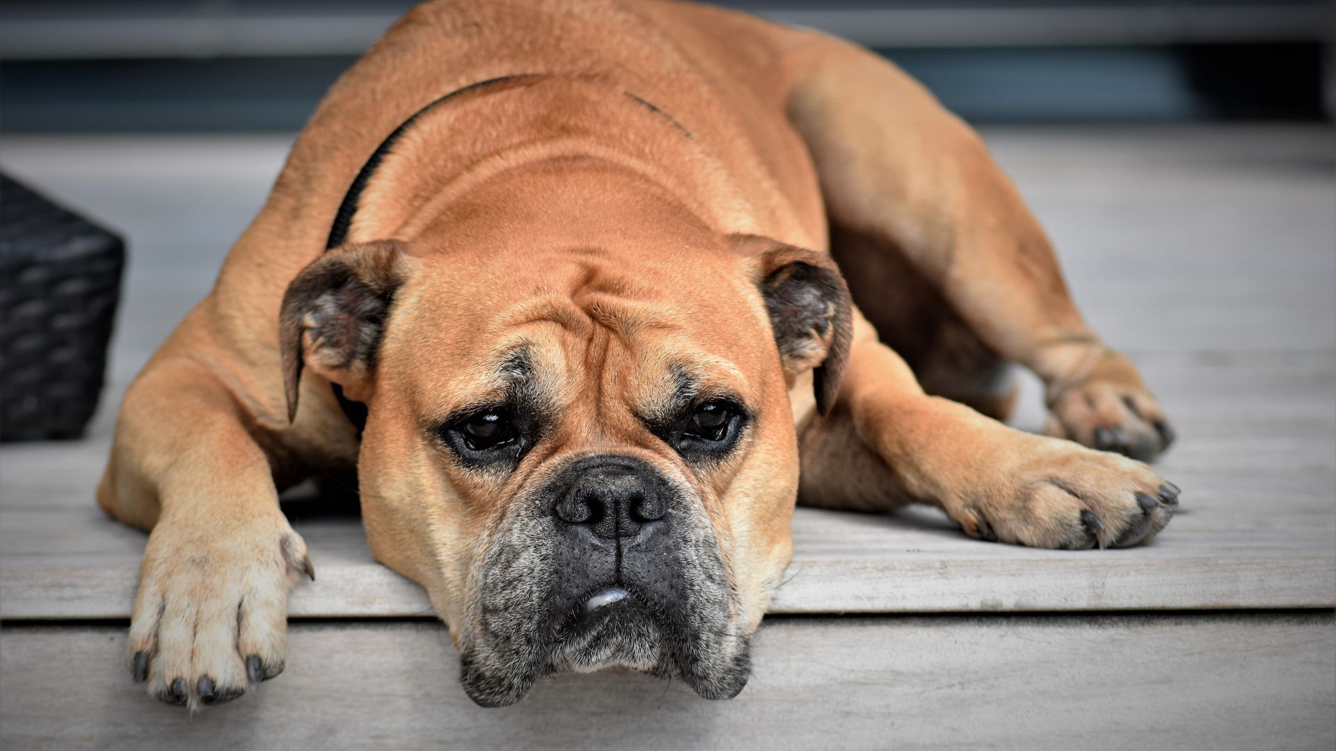 Wallpaper Bulldog, relaxed, calm, pet animal