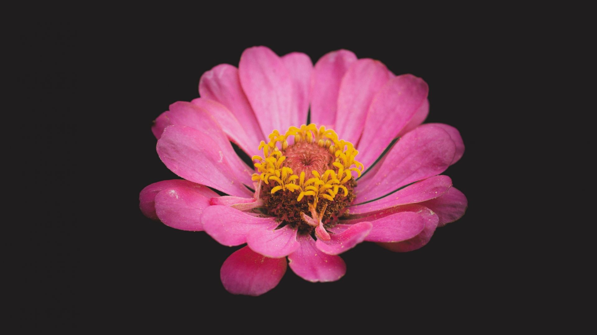 Desktop Wallpaper Portrait Of Flower, Bloom, Pink, Hd Image, Picture, Background, 37c5ab