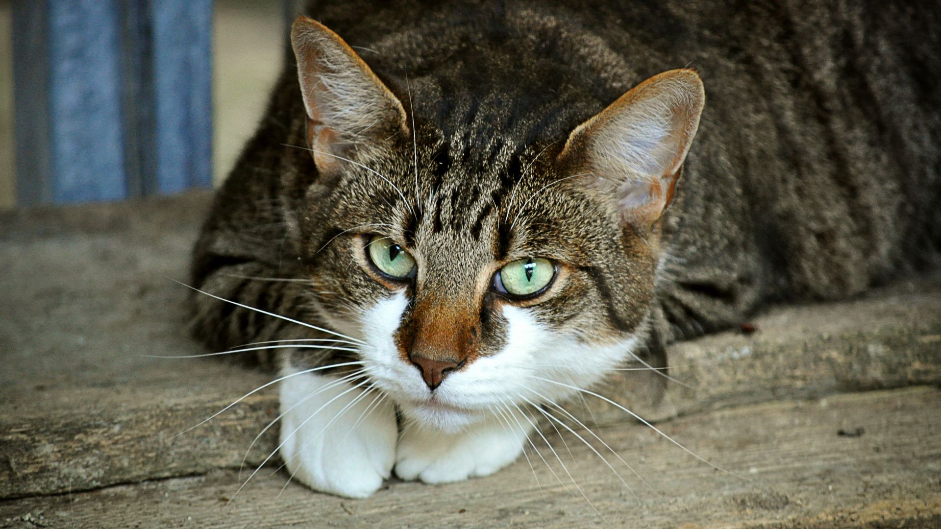 Wallpaper Cat's eyes, cute stare, pet, 4k