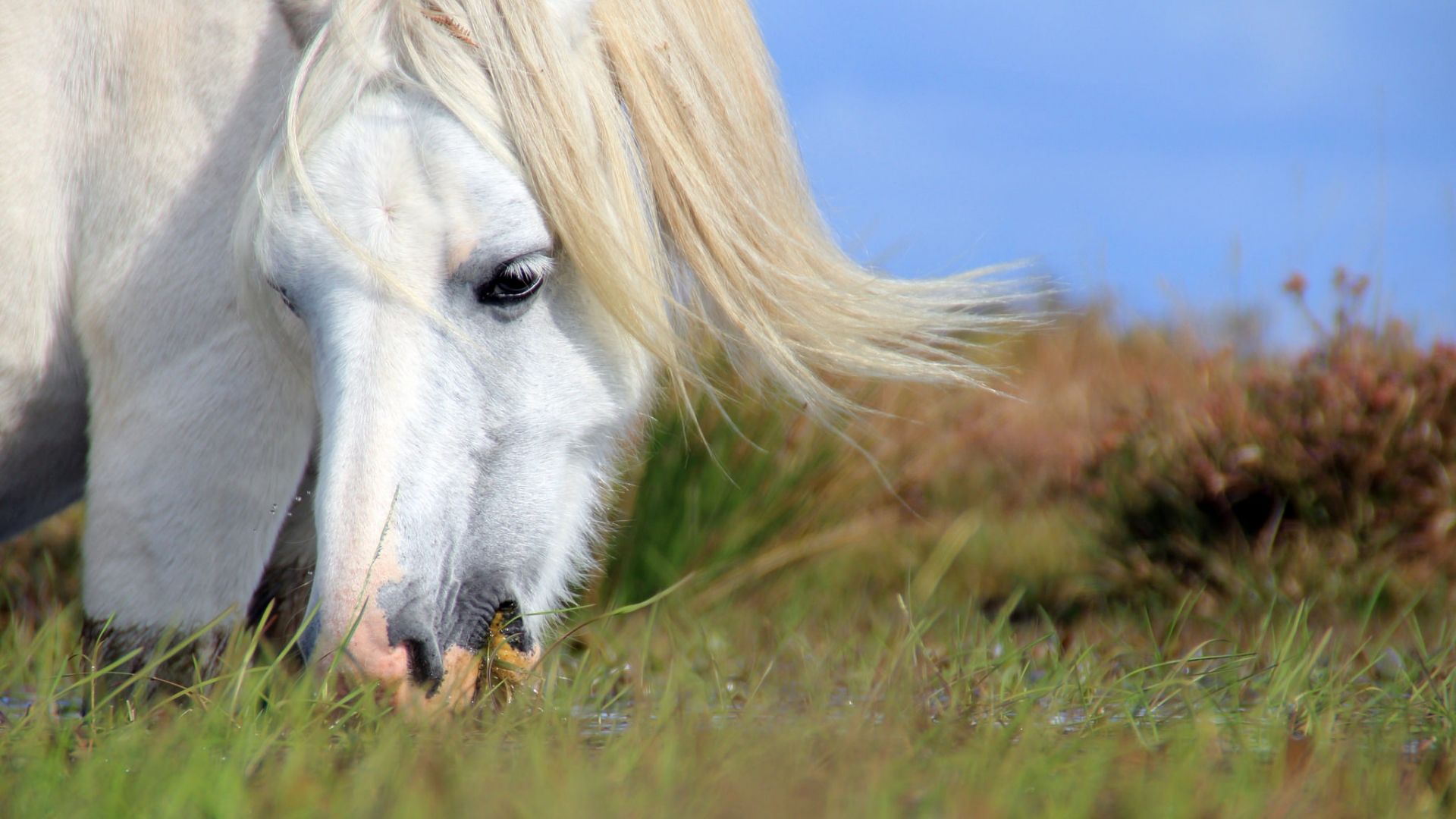 Wallpaper White horse, grazing, muzzle