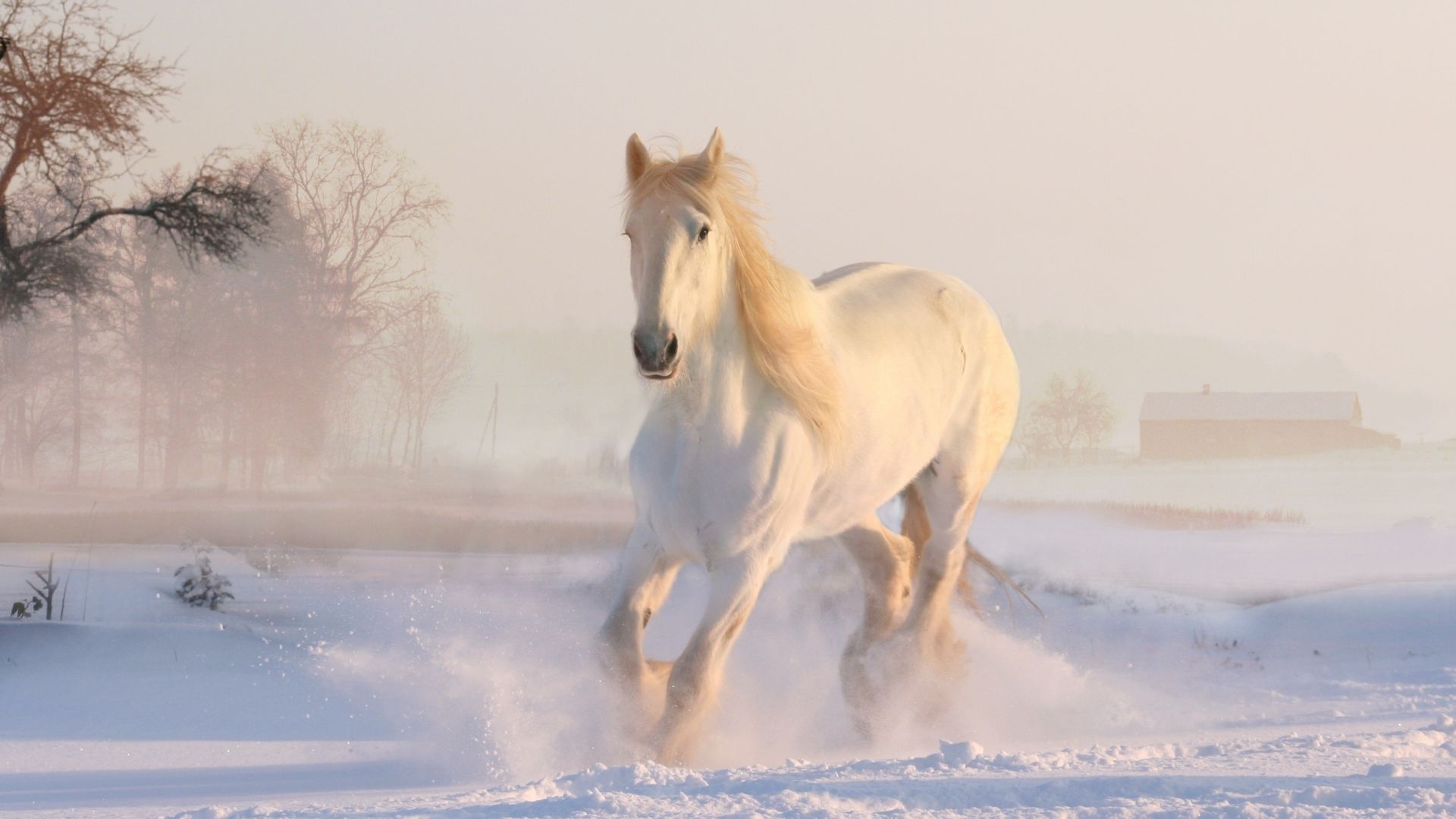 Wallpaper White horse, landscape, run, animal, 5k