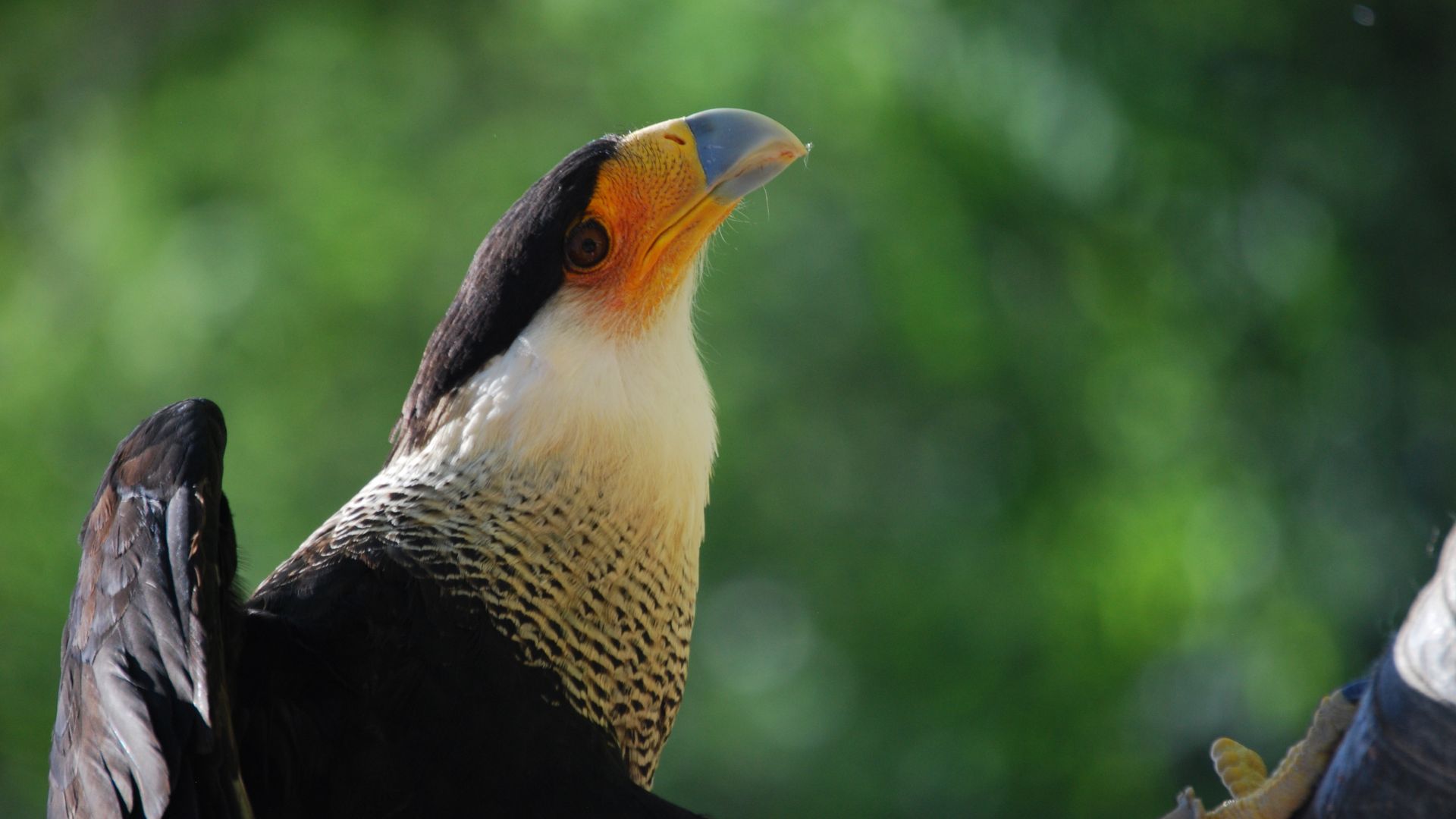 Wallpaper Eagle, yellow beak, predator, bird