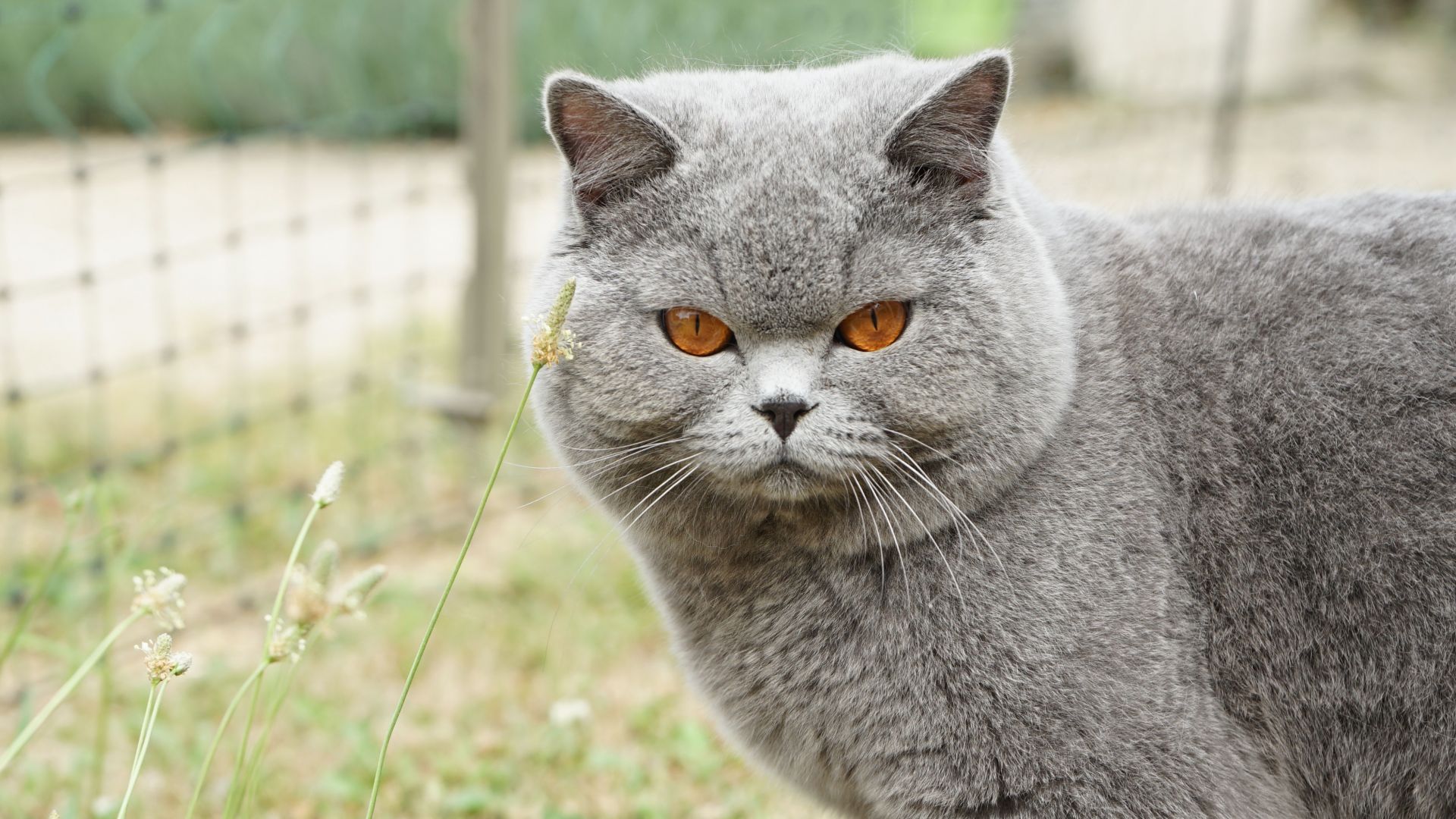 Wallpaper Angry cat, muzzle, British shorthair, pet