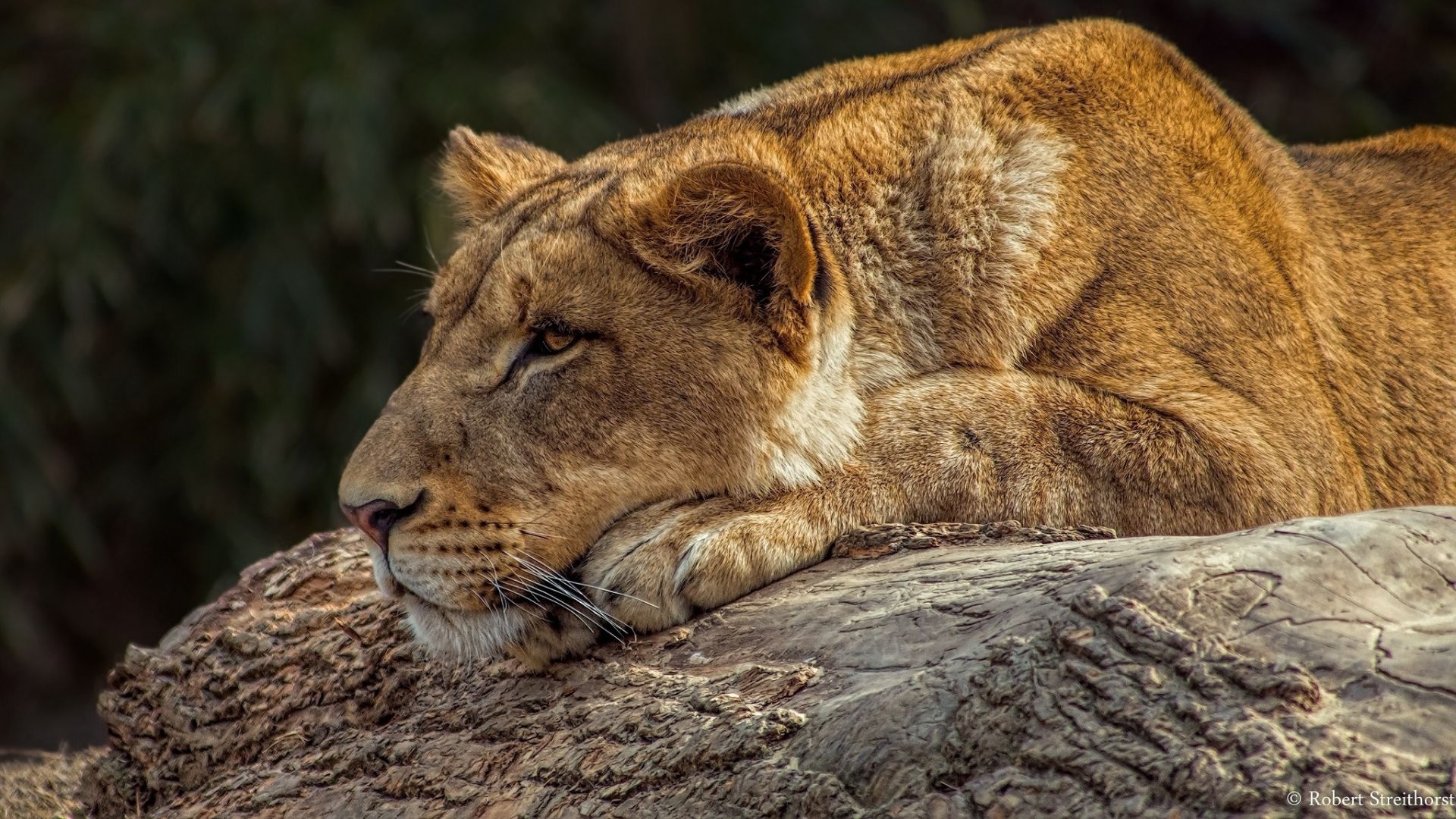 Wallpaper Lion, relaxed, calm, Lioness, wild animal