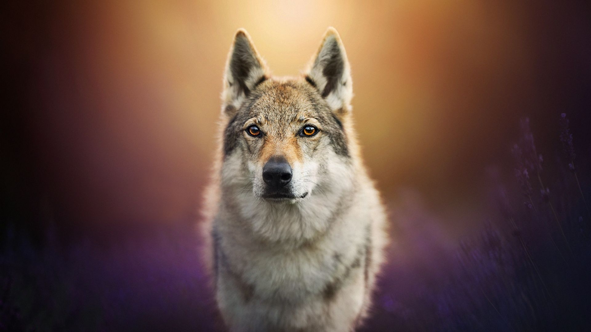 Wallpaper Wolf, predator, animal, portrait