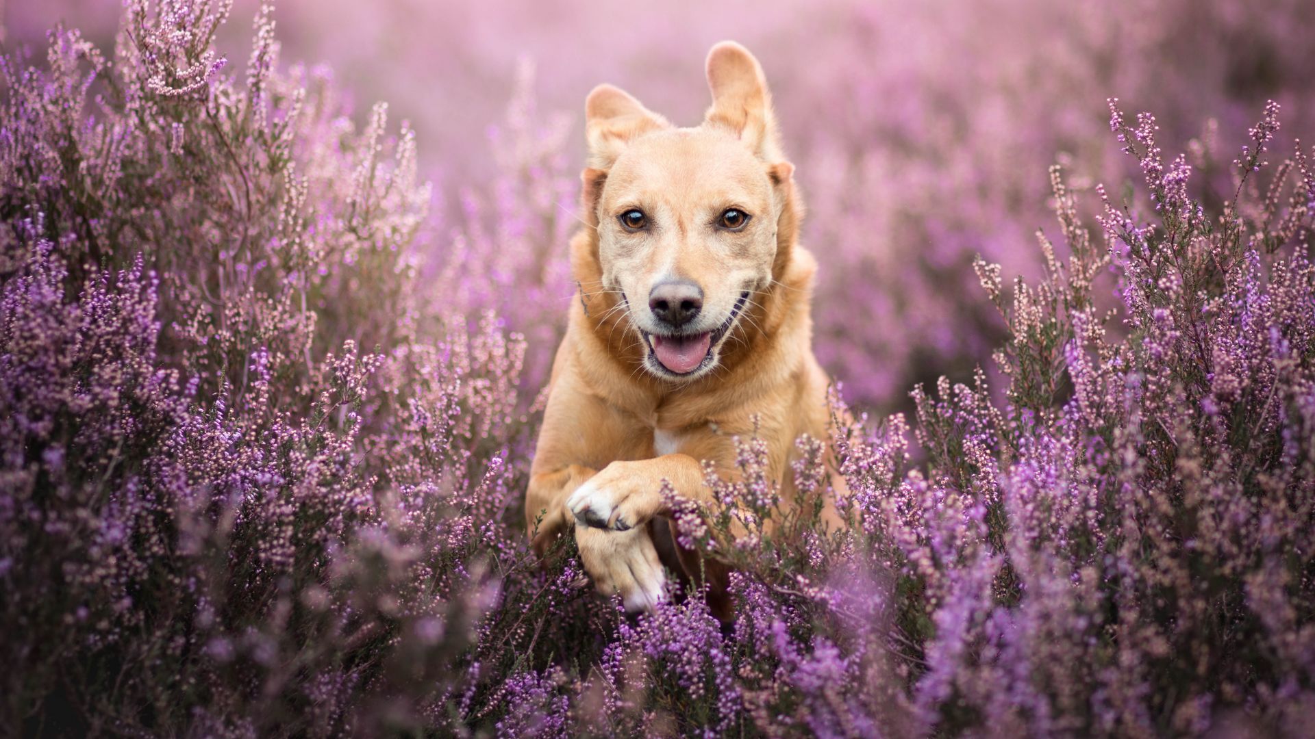 Wallpaper Golden retriever, dog, run, meadow, 4k