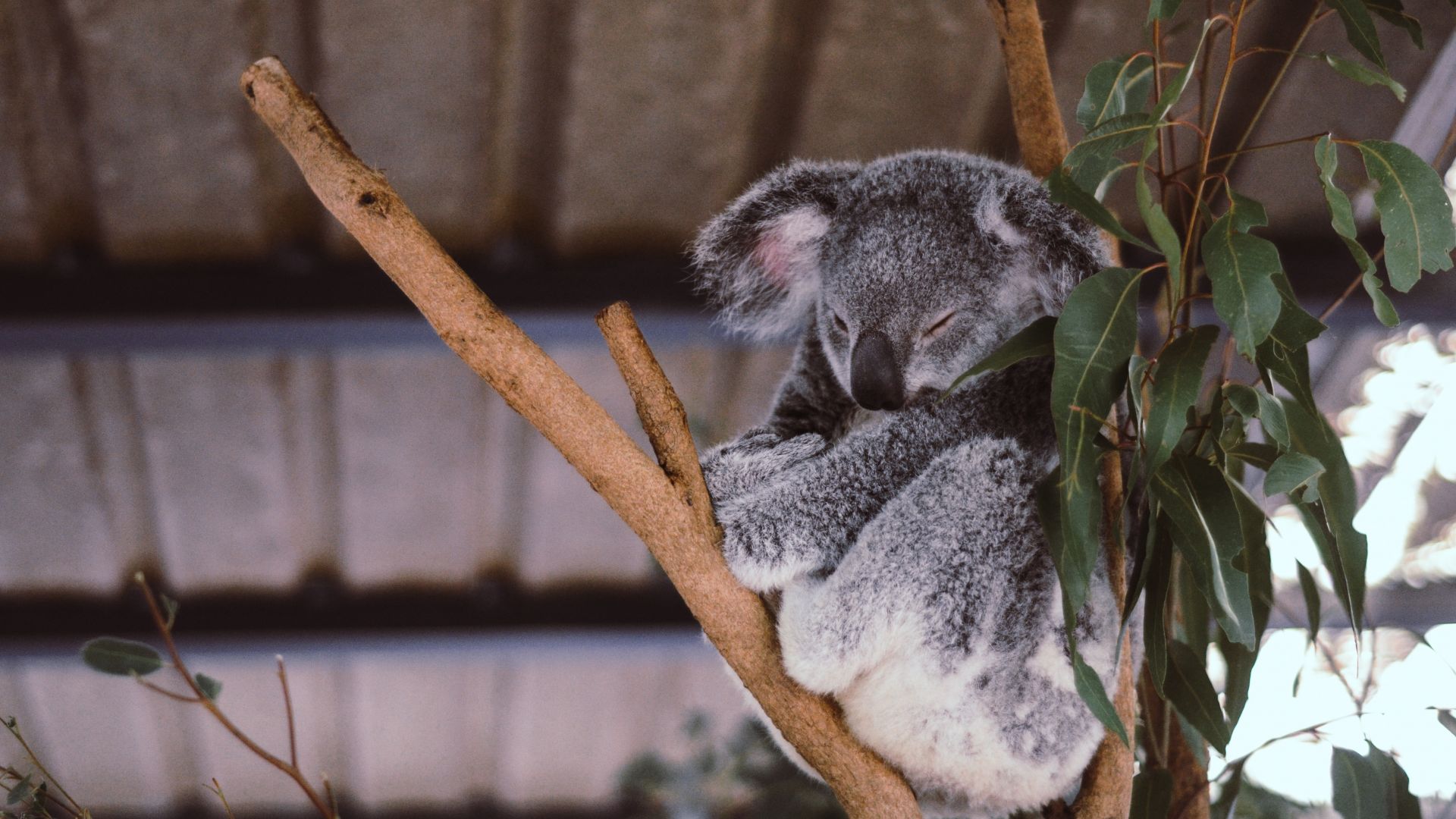 Wallpaper Koala, cute animal, sleeping, tree branch