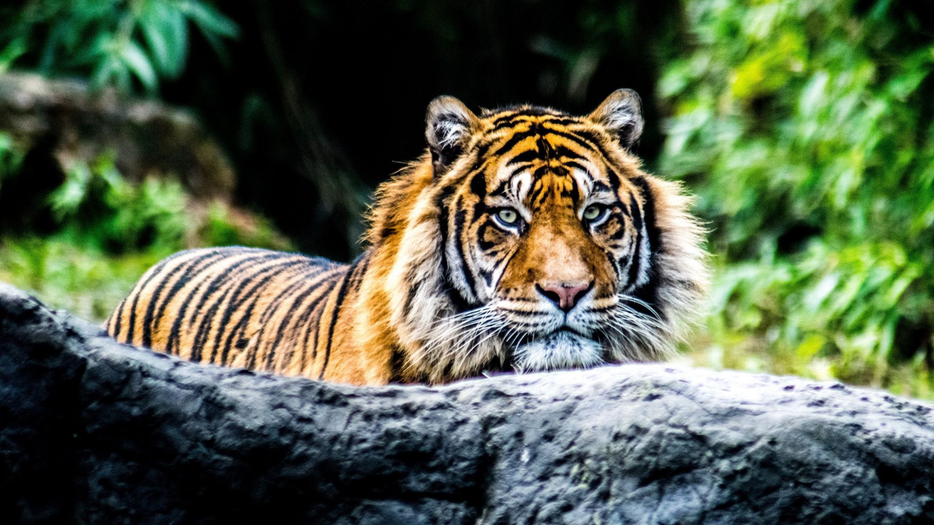 Wallpaper Tiger, predator, animal, confident, 4k