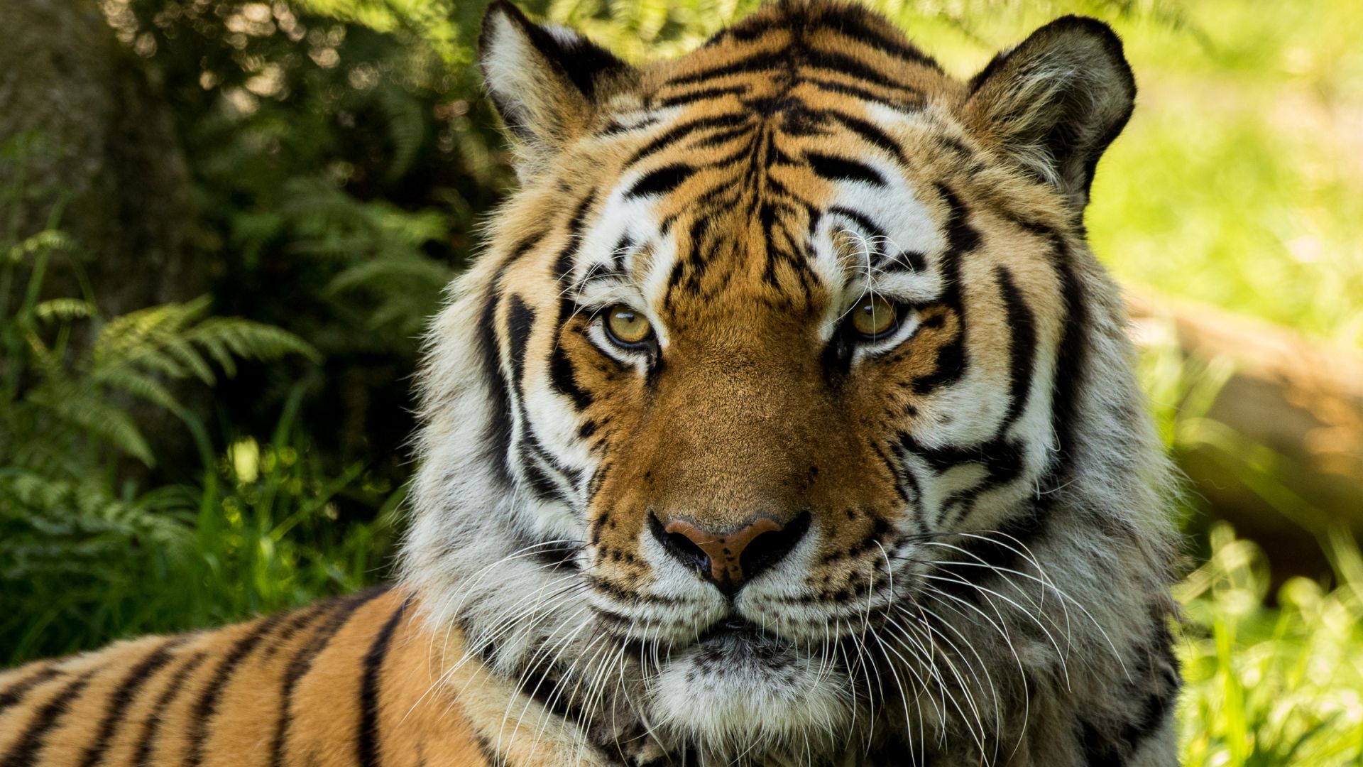 Wallpaper Vladimir Siberian Tiger at Dartmoor zoo