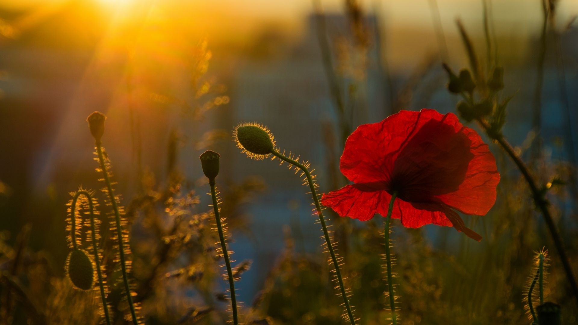 Wallpaper Poppy flower, sunlight