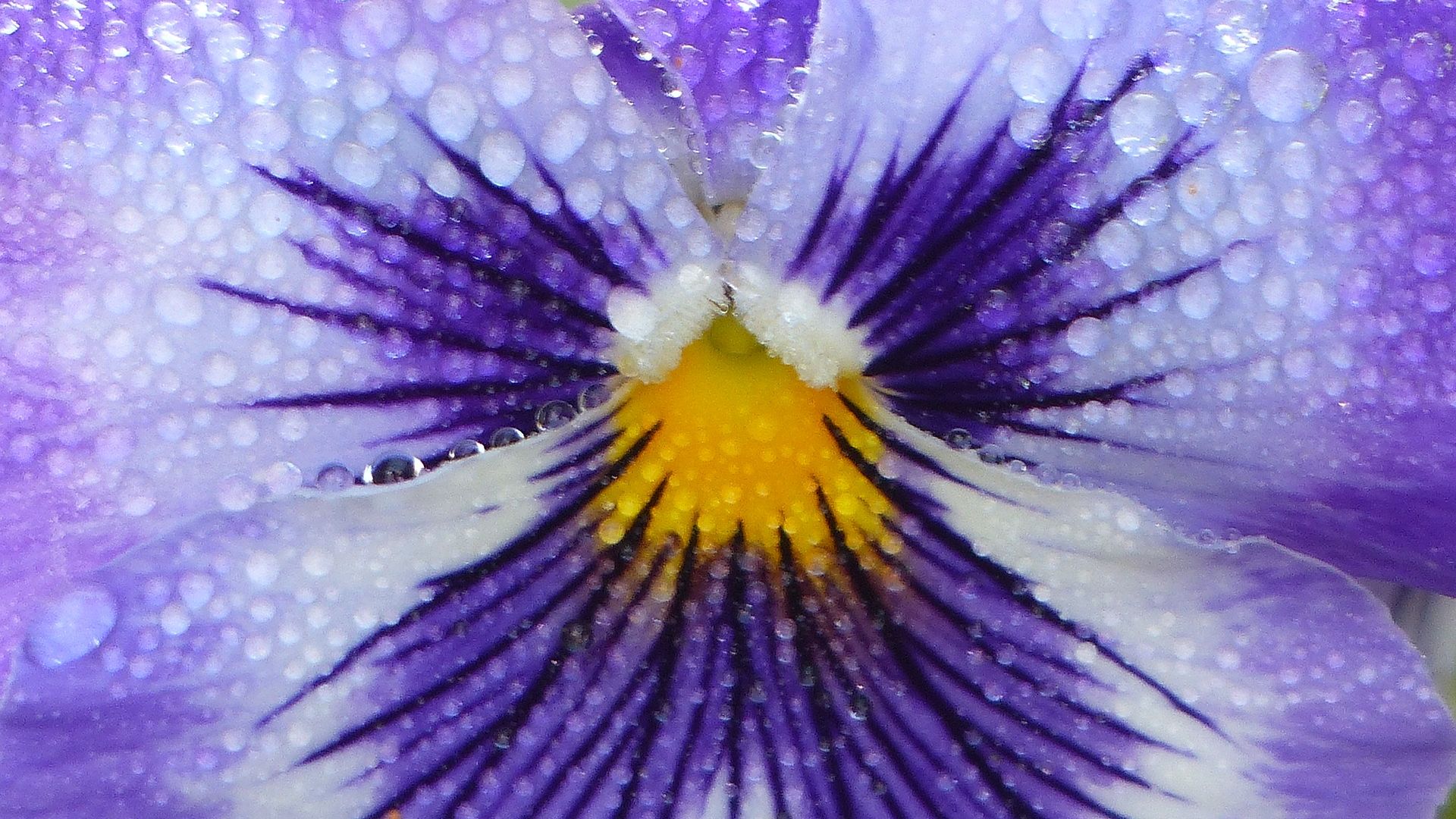 Wallpaper Dew drops, purple flowers, close up