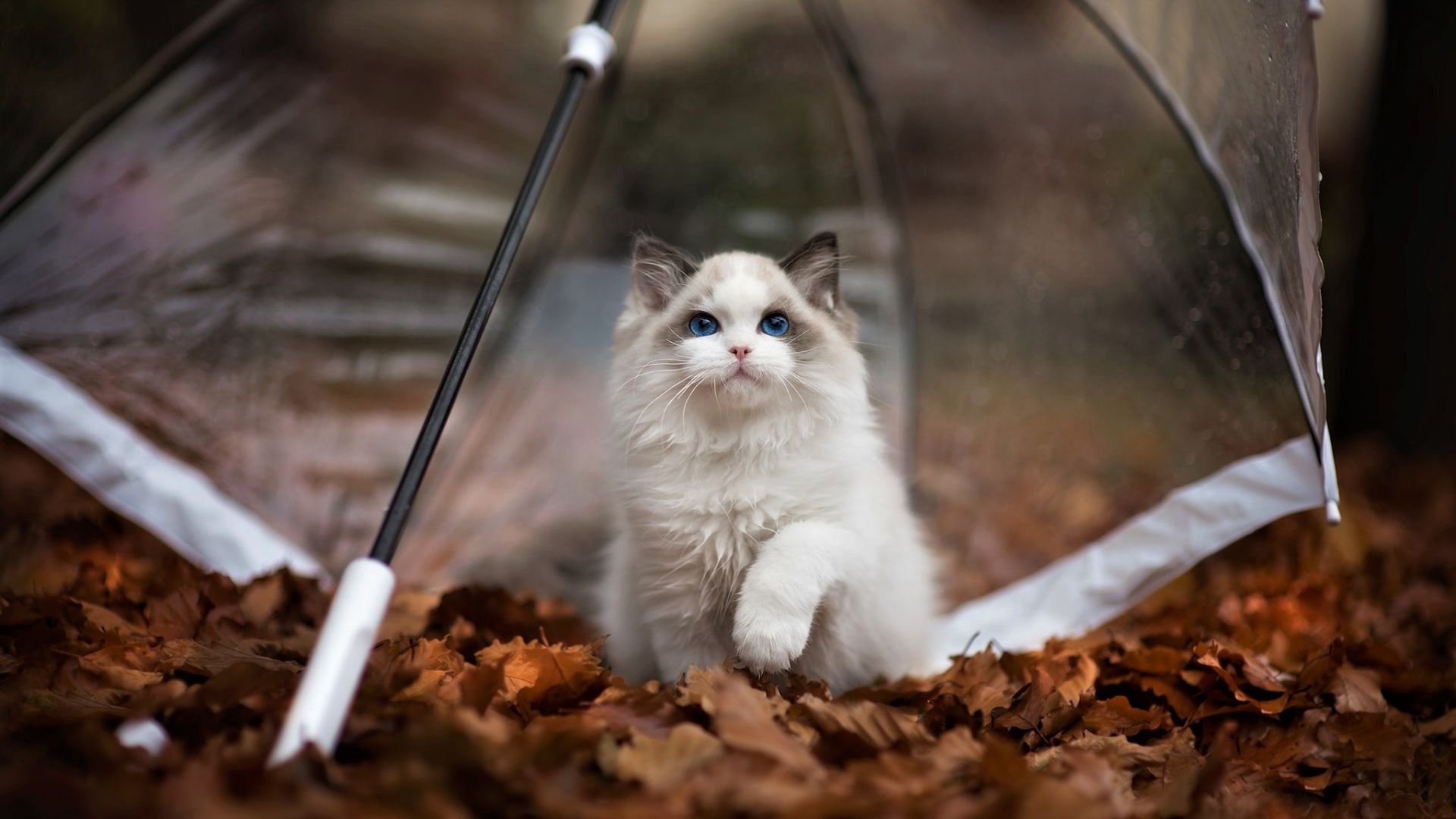 Wallpaper Autumn, cute kitten, pet, umbrella, outdoor