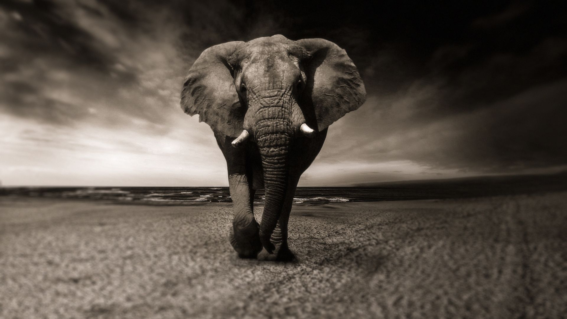 Wallpaper Elephant, walk, animal, monochrome