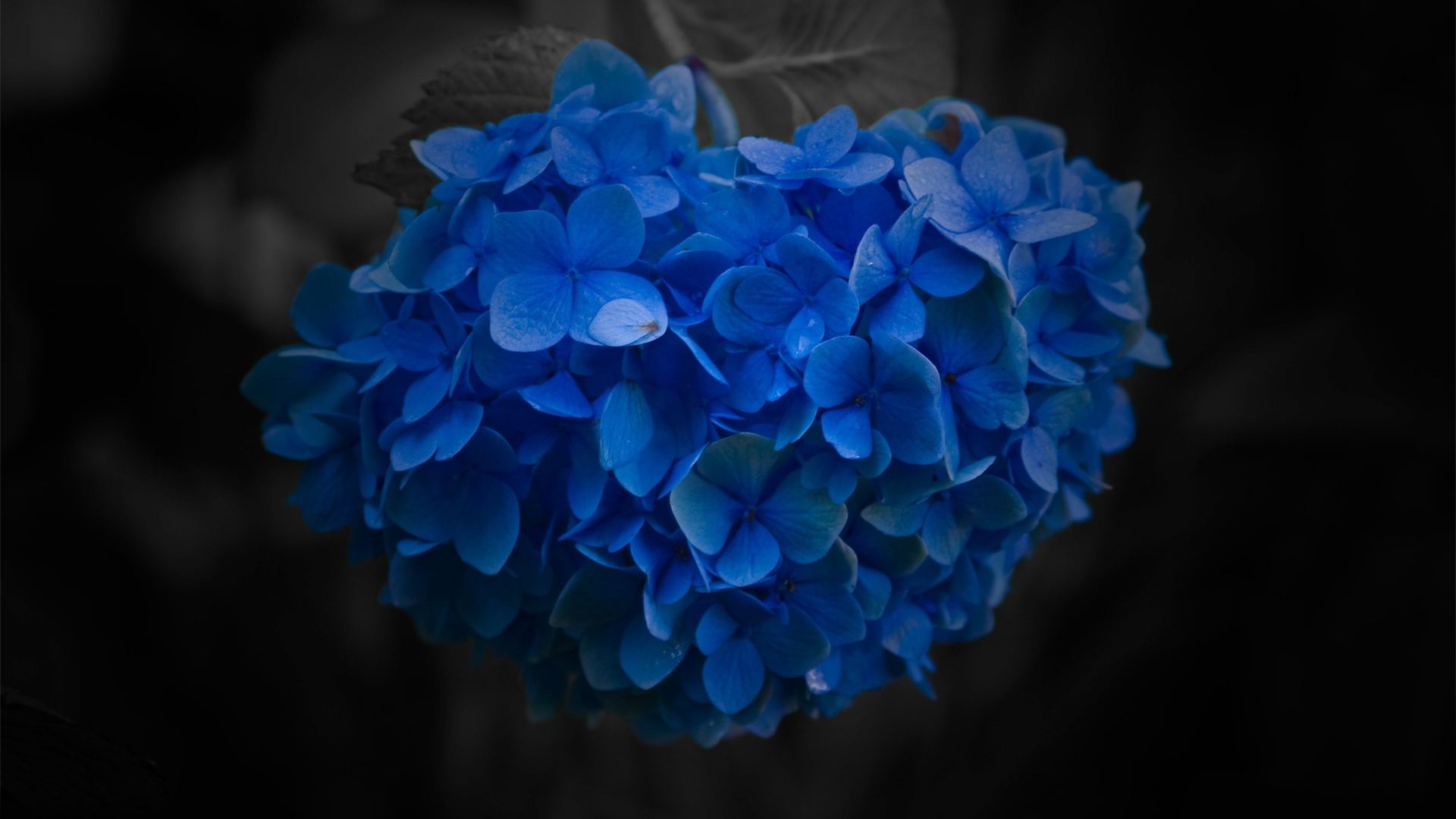 Wallpaper Flower blue close up petals