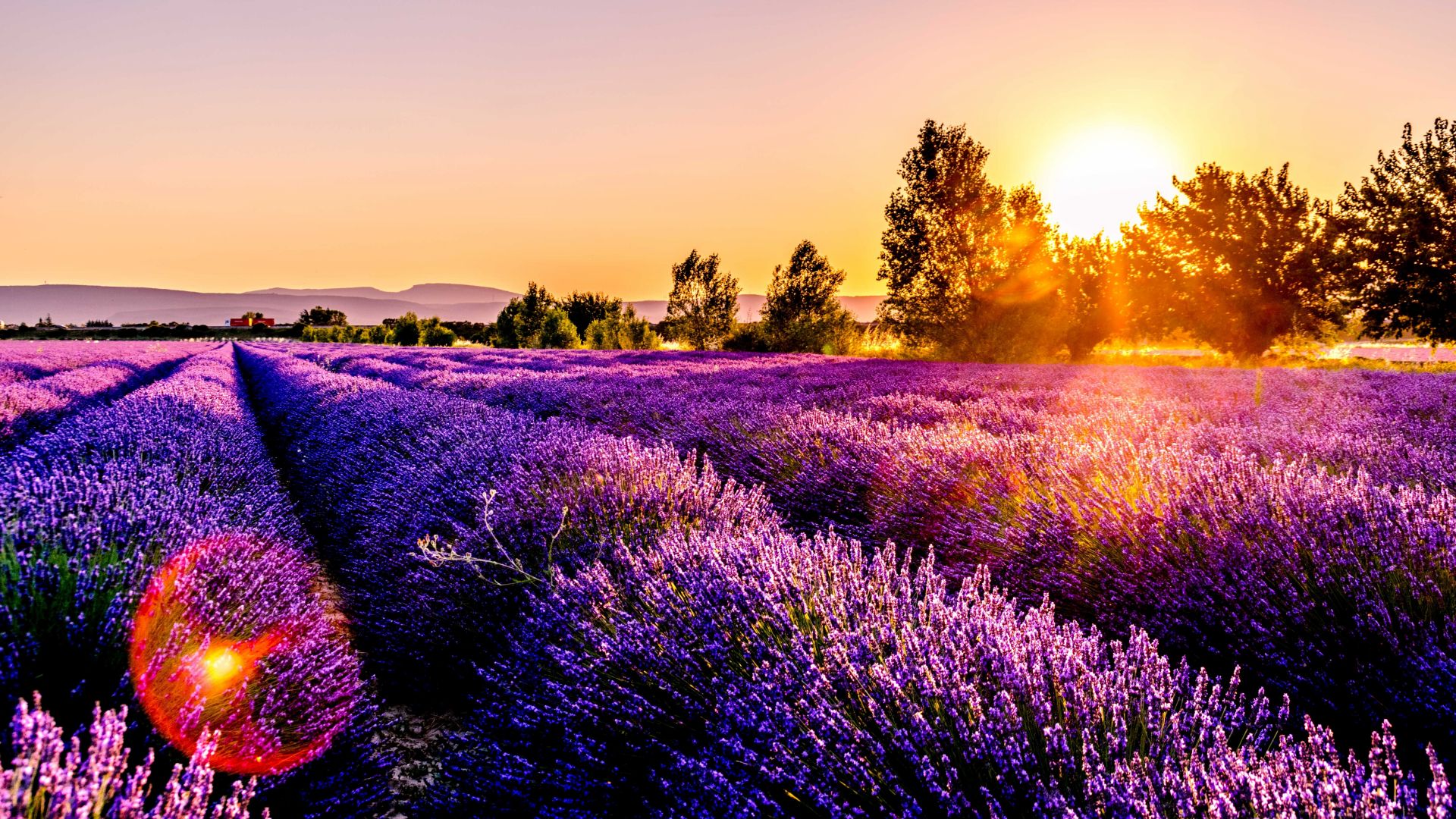 Desktop Wallpaper France, Flower Field, Lavender, Flowers, Sunset, Hd  Image, Picture, Background, 3bbeae