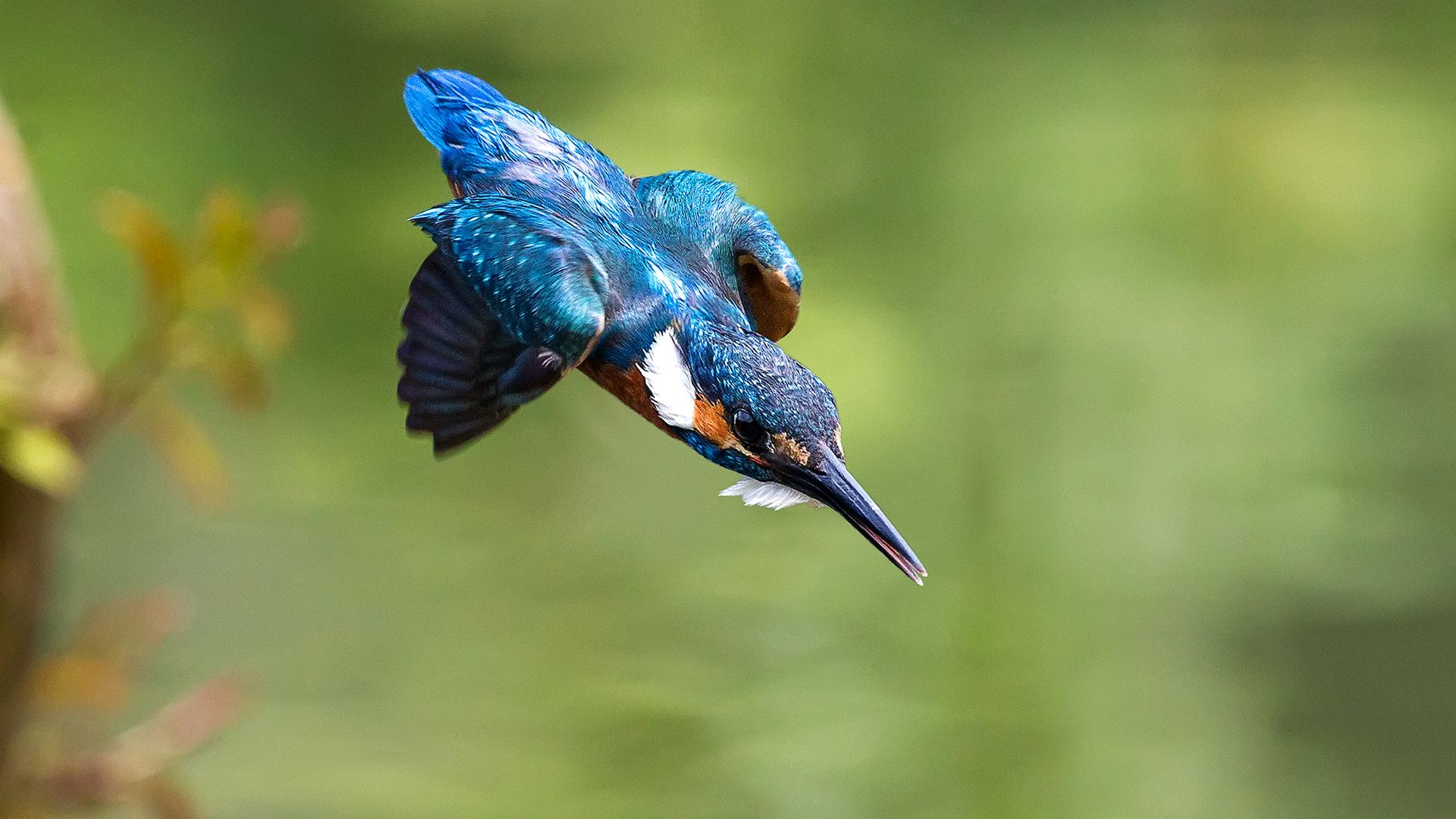 Wallpaper Kingfisher, bird, diving