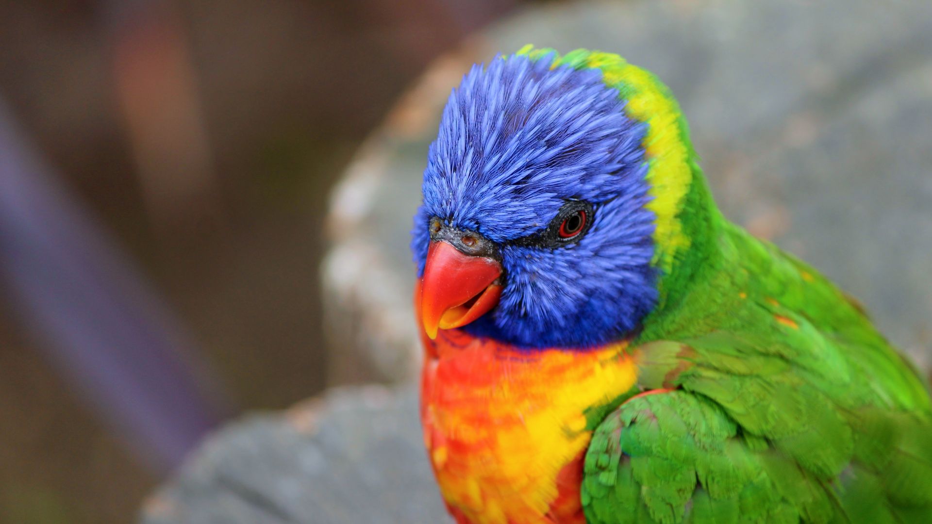 Wallpaper Rainbow lorikeet, Colorful, parrot, lori, bird