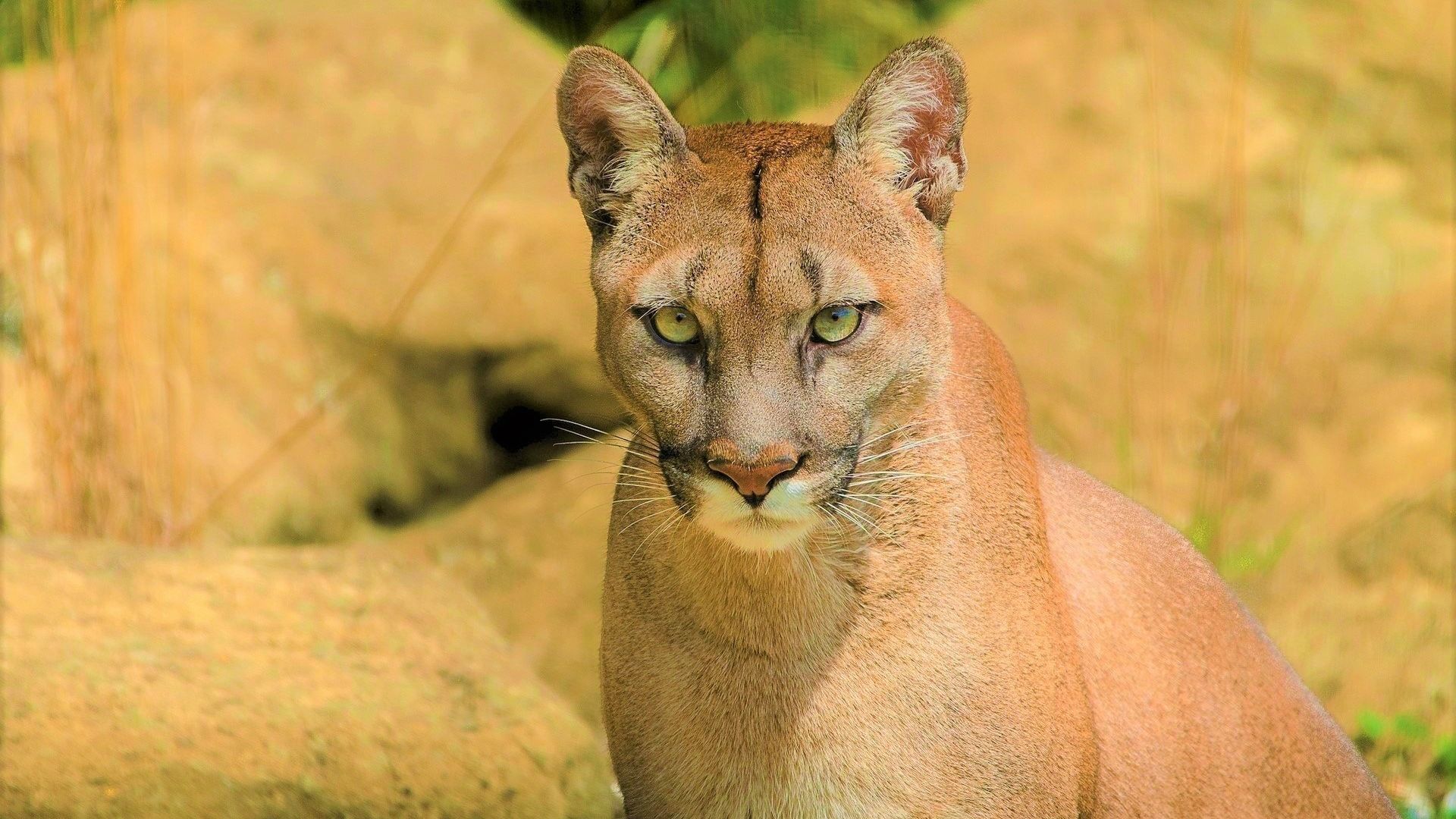 Wallpaper Cougar, animal, wild cat, muzzle